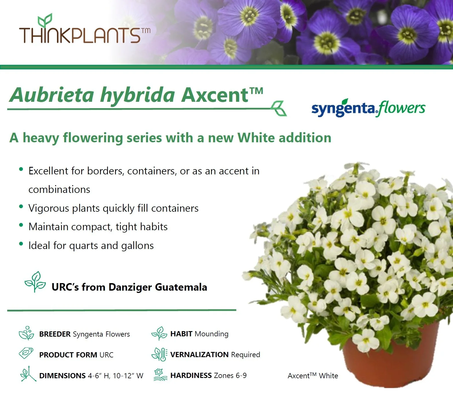Aubrieta Axcent™