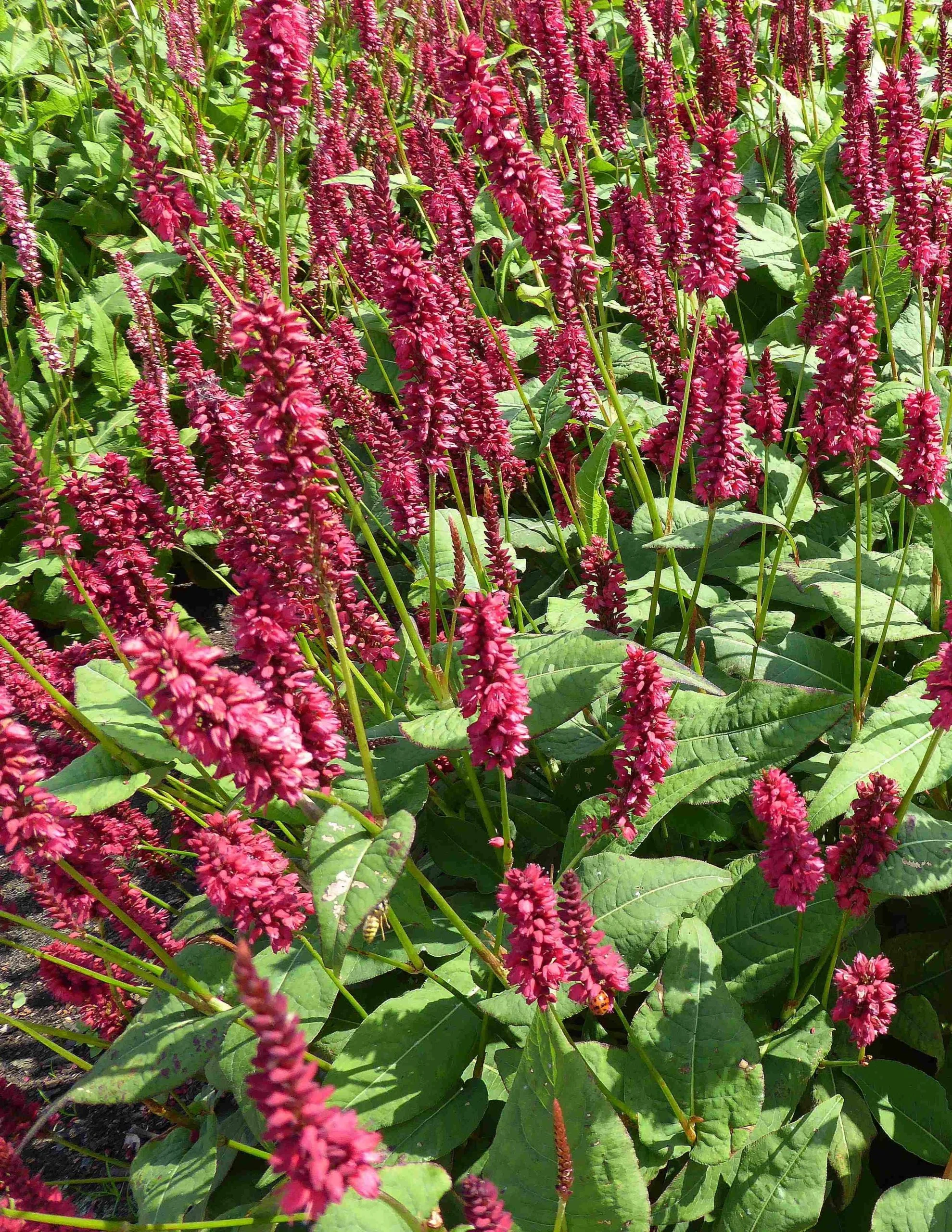 Persicaria Bonfire