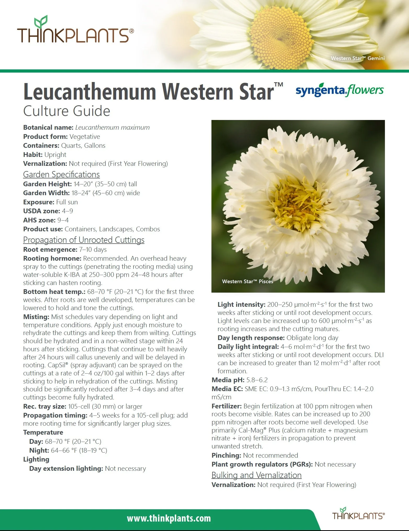 Leucanthemum Western Star™