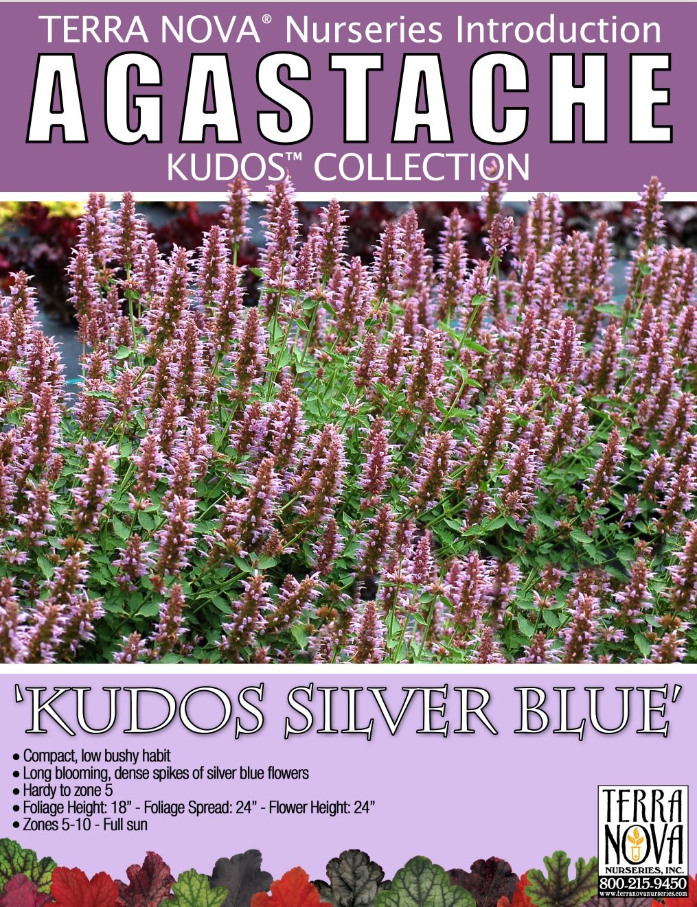 Agastache Kudos™ Silver Blue