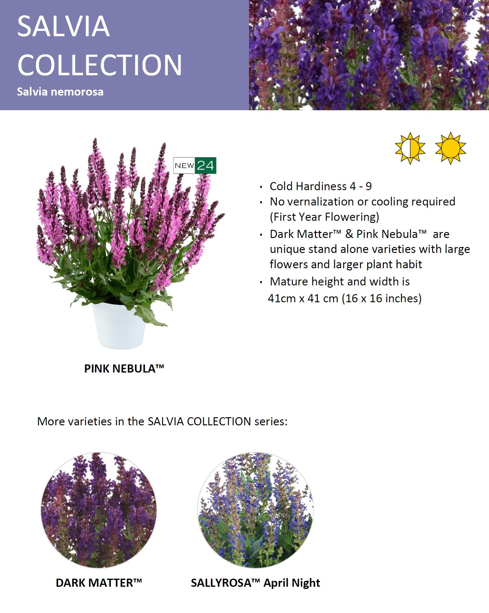 Salvia Dark Matter, Pink Nebula, Sallyrosa