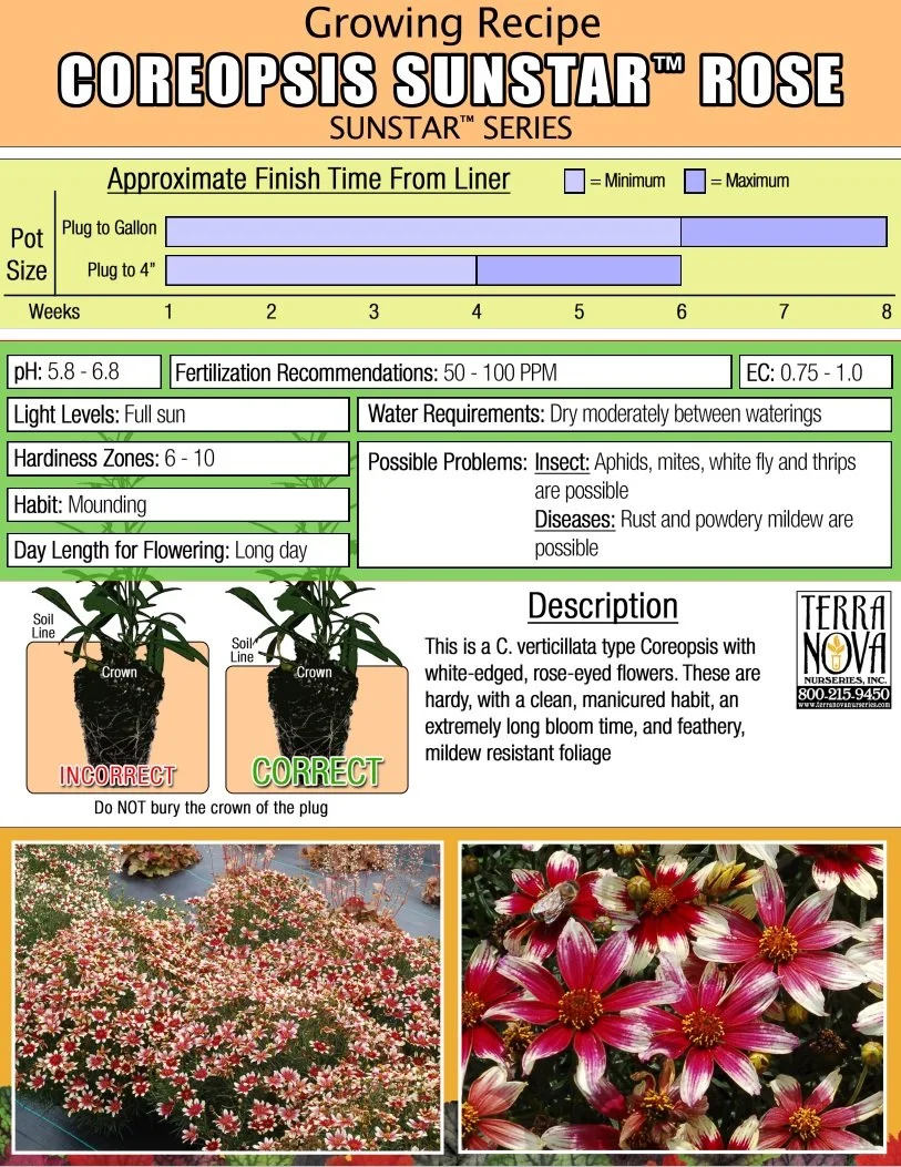 Coreopsis Sunstar™ Rose