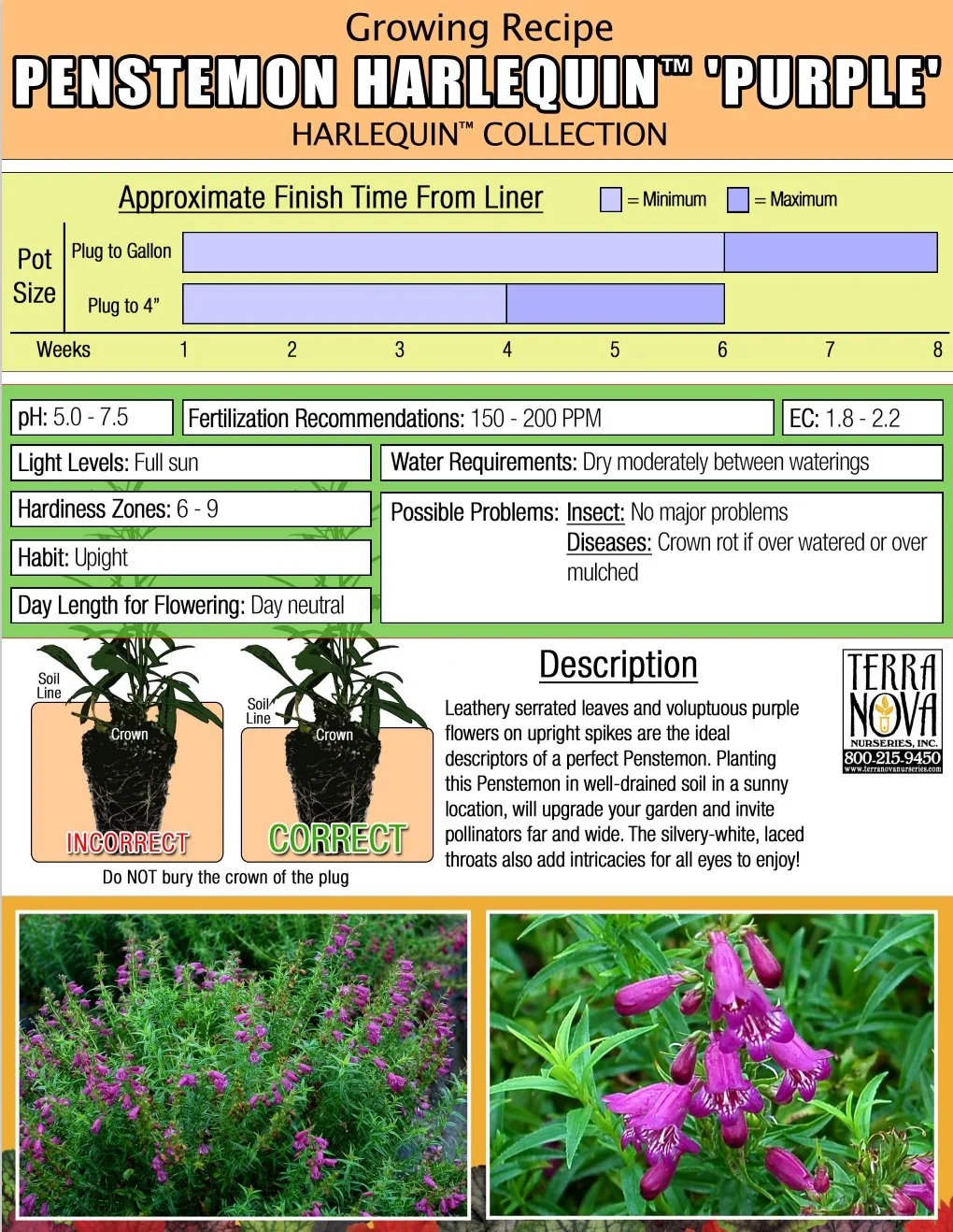 Penstemon Harlequin™ Purple