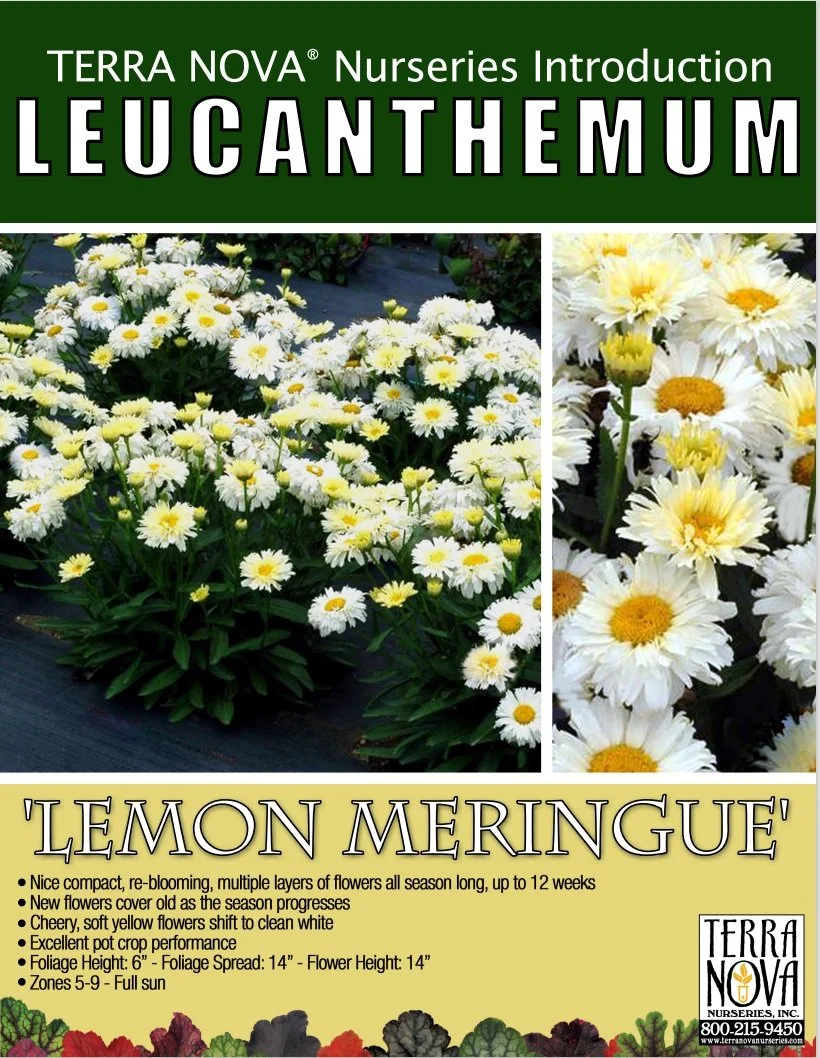 Leucanthemum Lemon Meringue