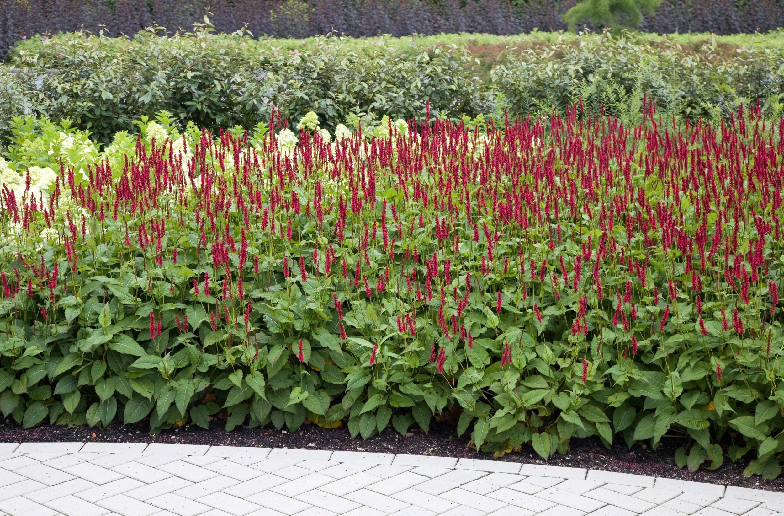 Persicaria-amplexicaulis-BONFIRE-Bokrafire-12-scaled.jpg