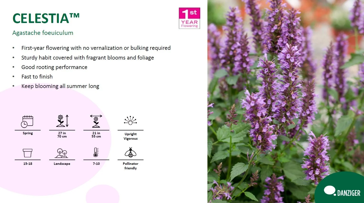 Agastache Celestia™