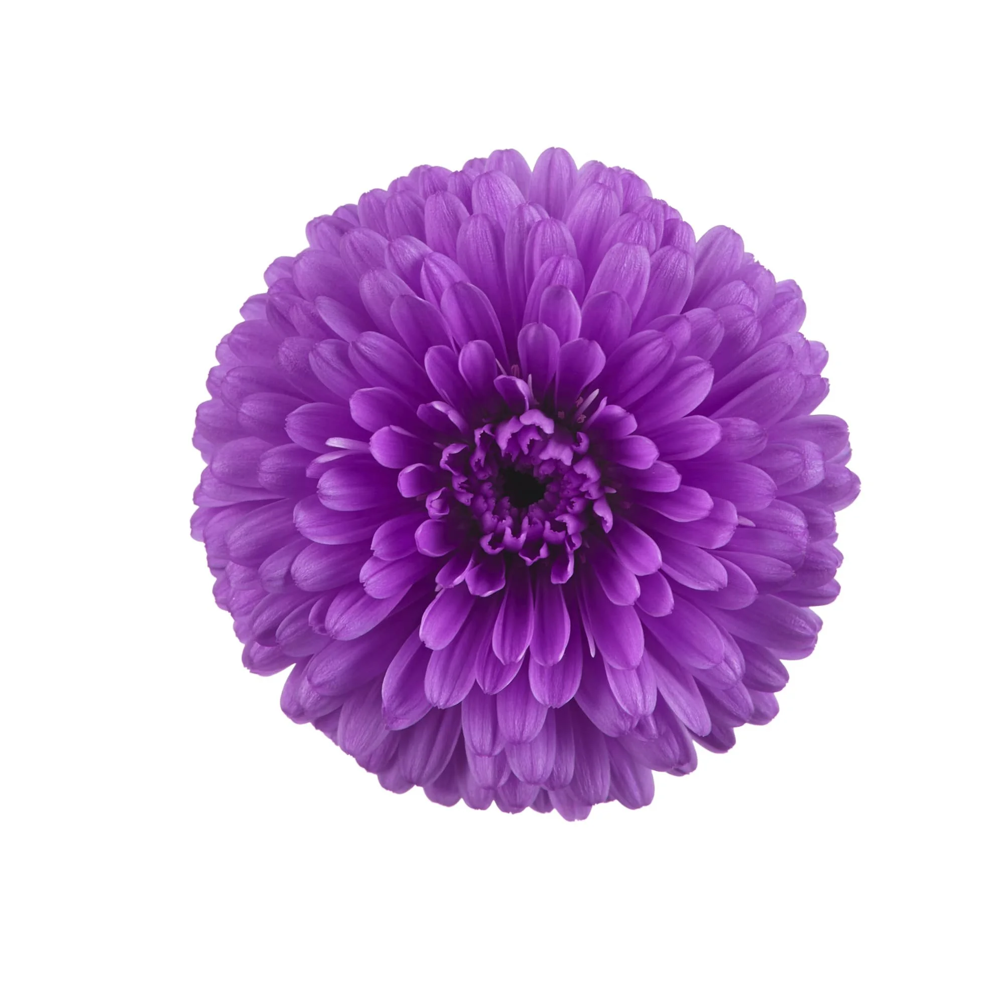 70089413-flower.jpg