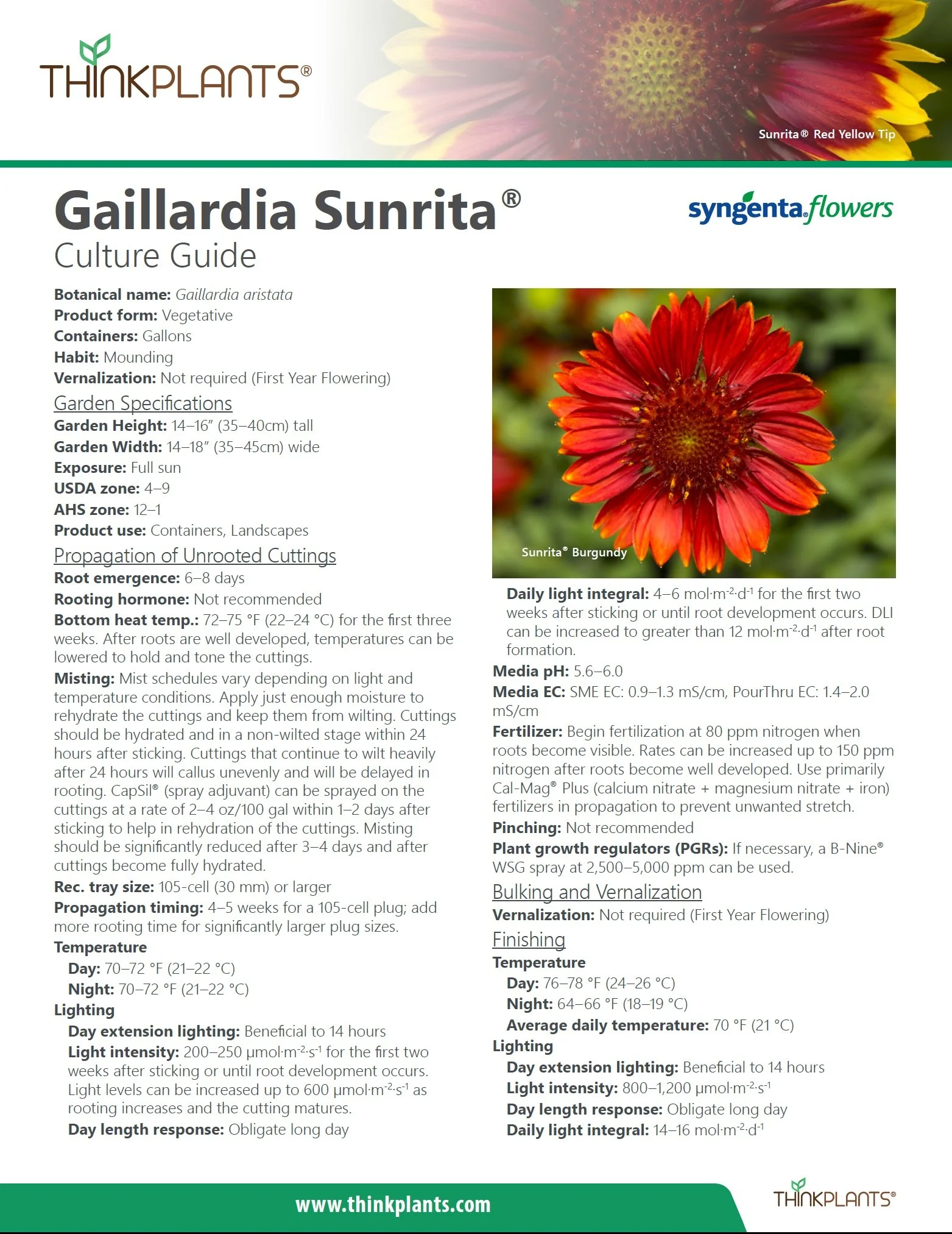Gaillardia Sunrita™