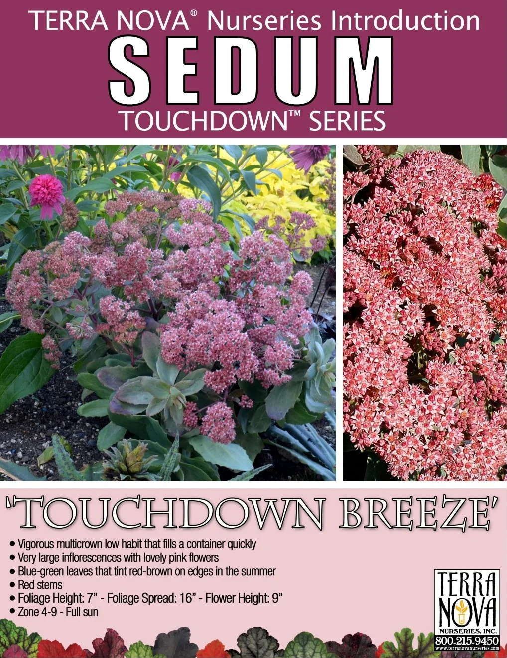 Sedum Touchdown Breeze