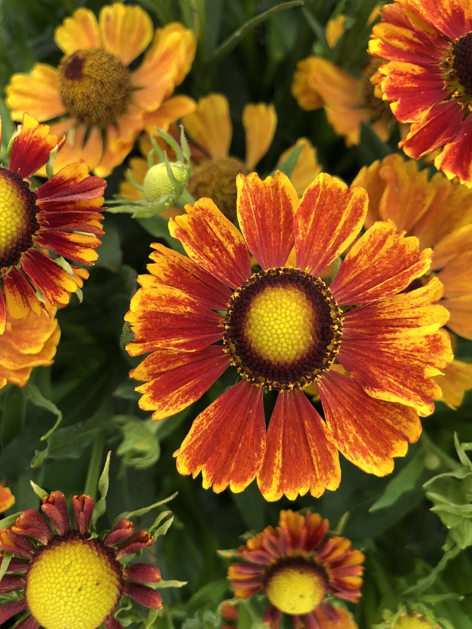 Helenium Hayday™ Series