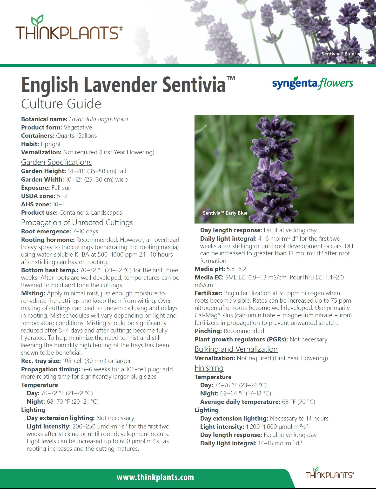 Lavandula angustifolia Sentivia™