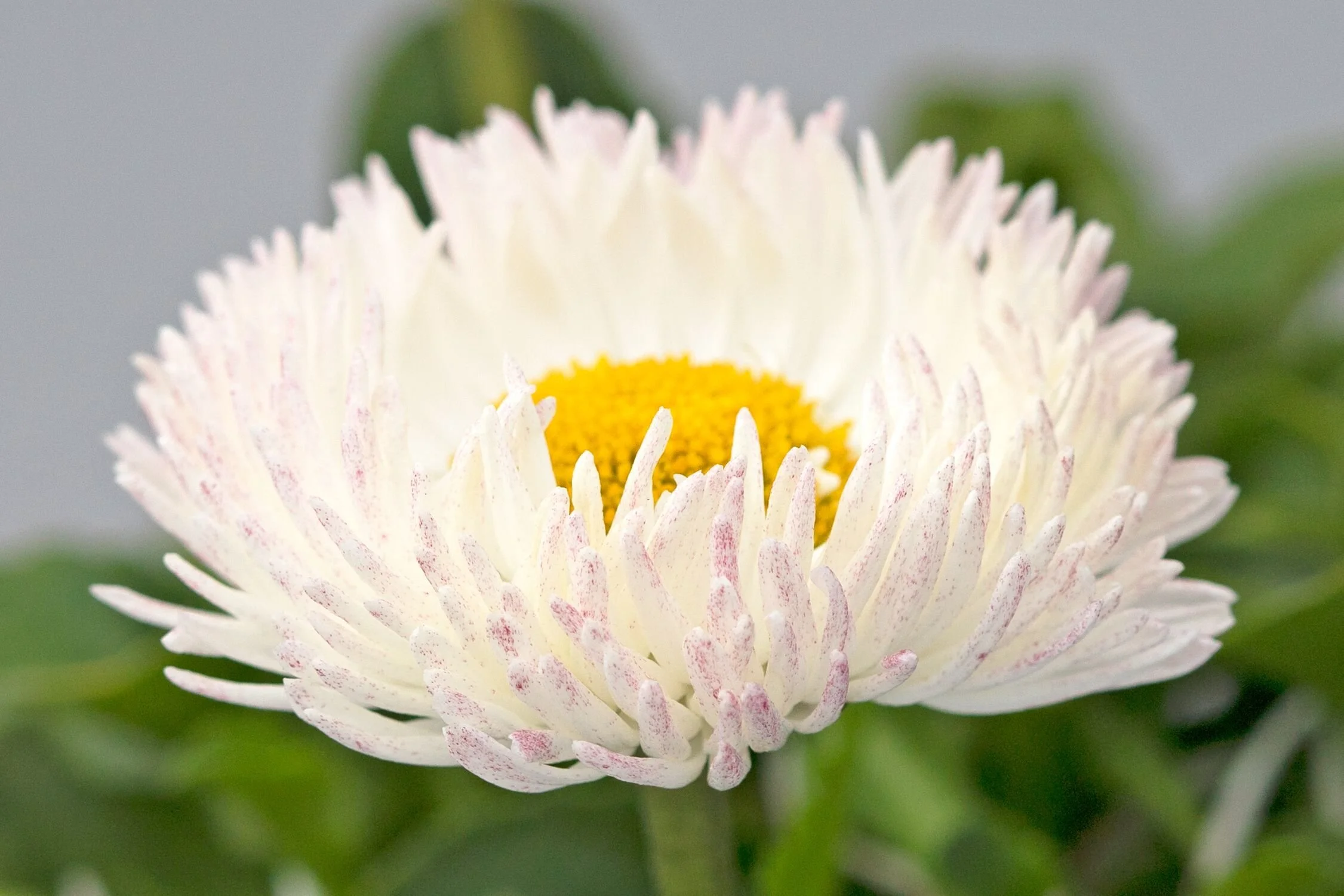 Bellis Bam Bam™ White Blush