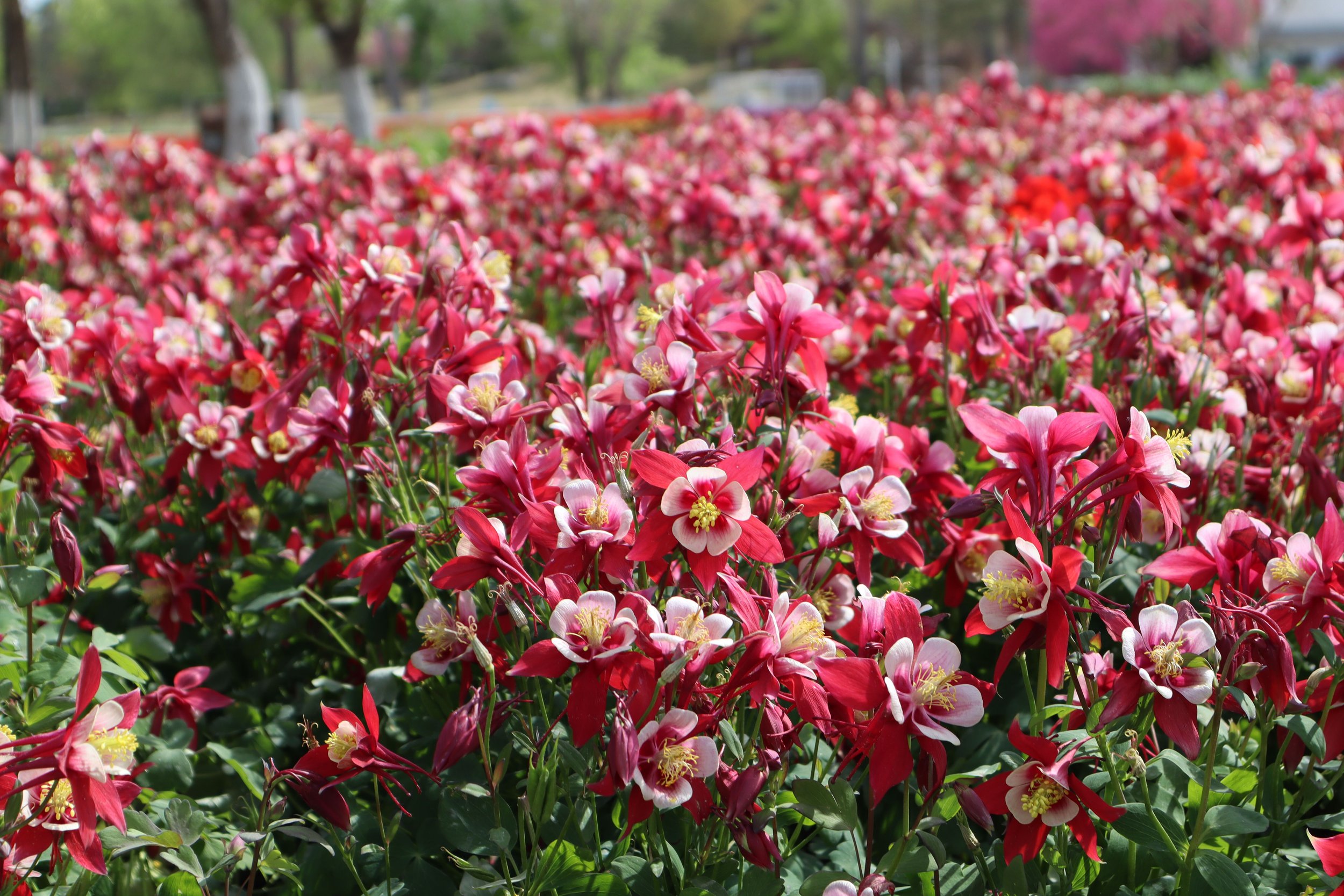 High Res jpg-Aquilegia caerulea Kirigami Red & White.jpg