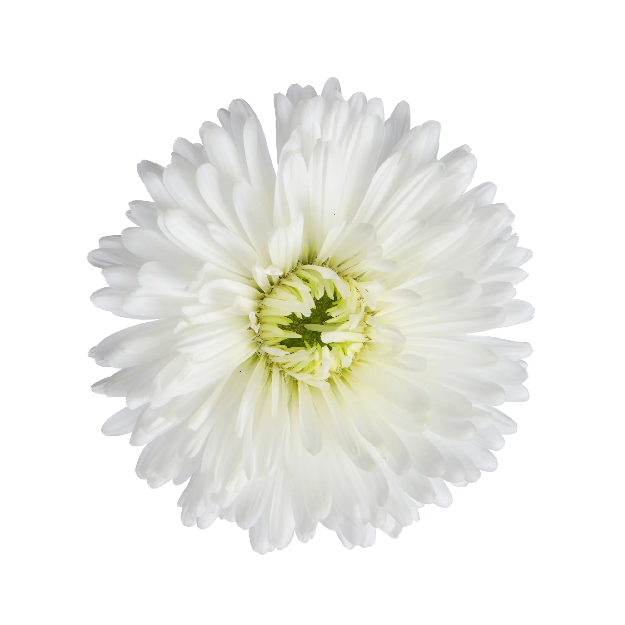 Aster Showmakers Arctic White.jpg