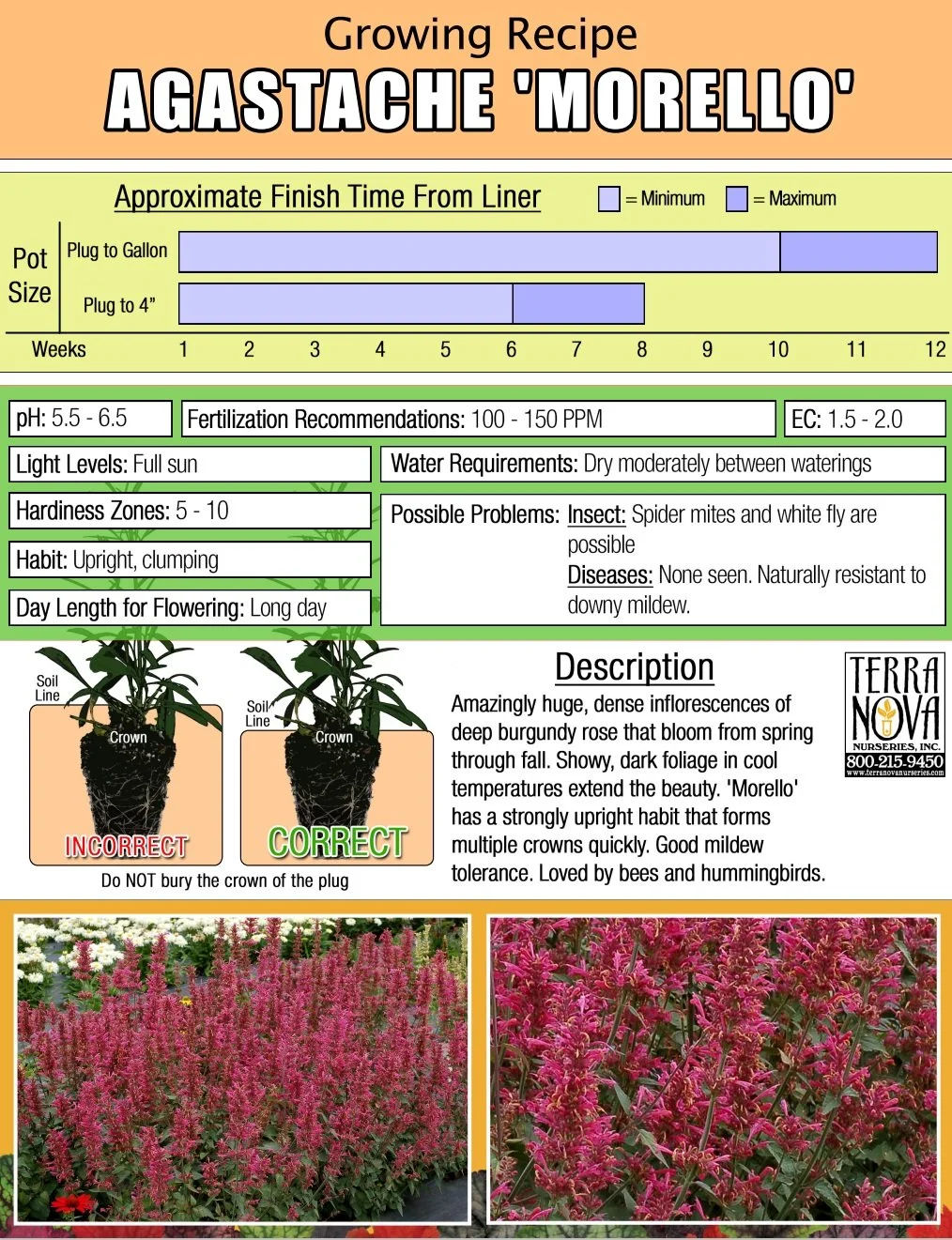 Agastache Morello
