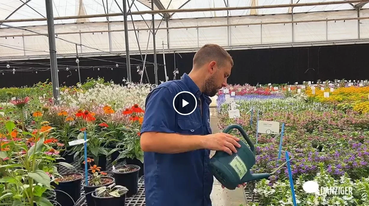 Danziger Perennials Introductions 2024-5