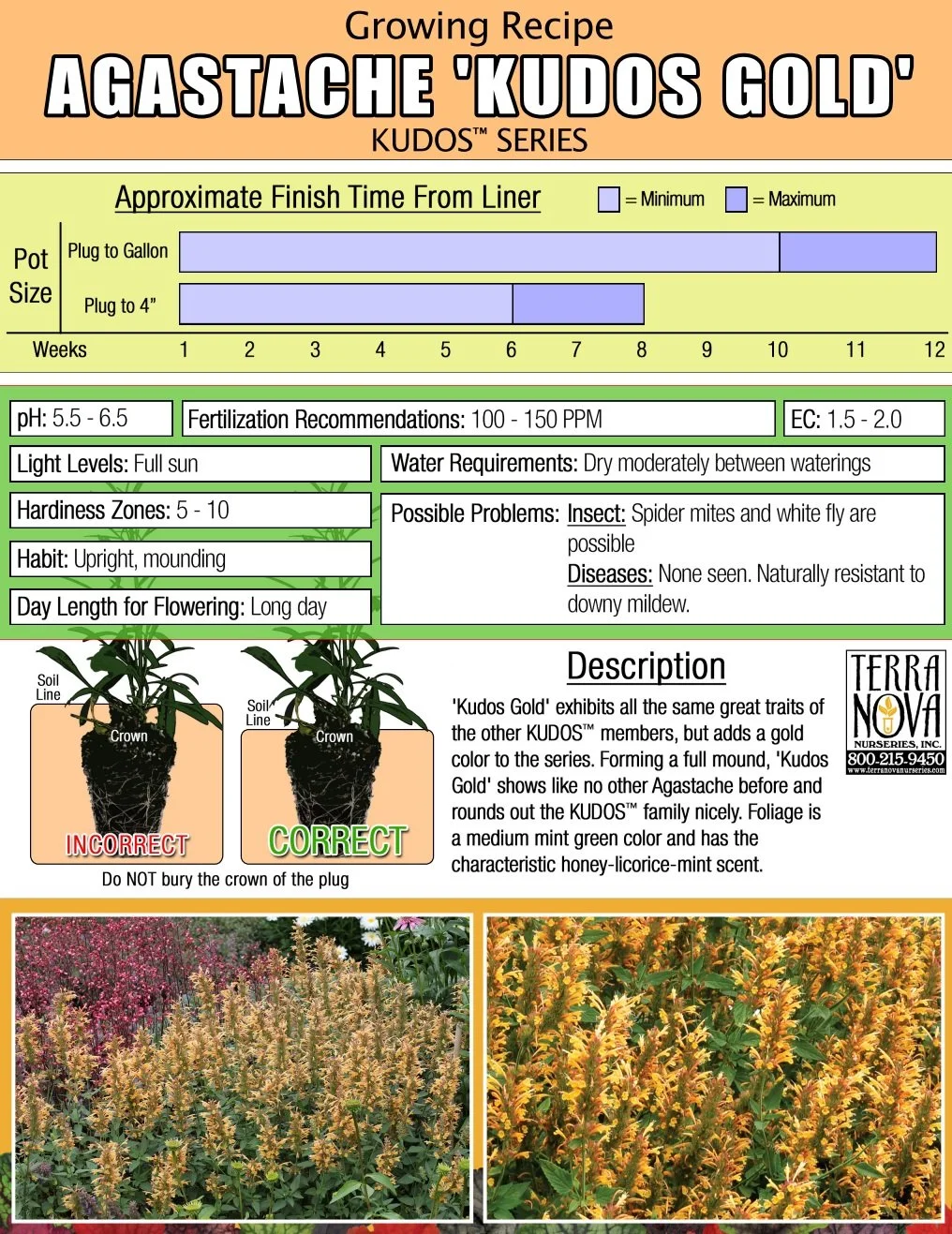 Agastache Kudos™ Gold