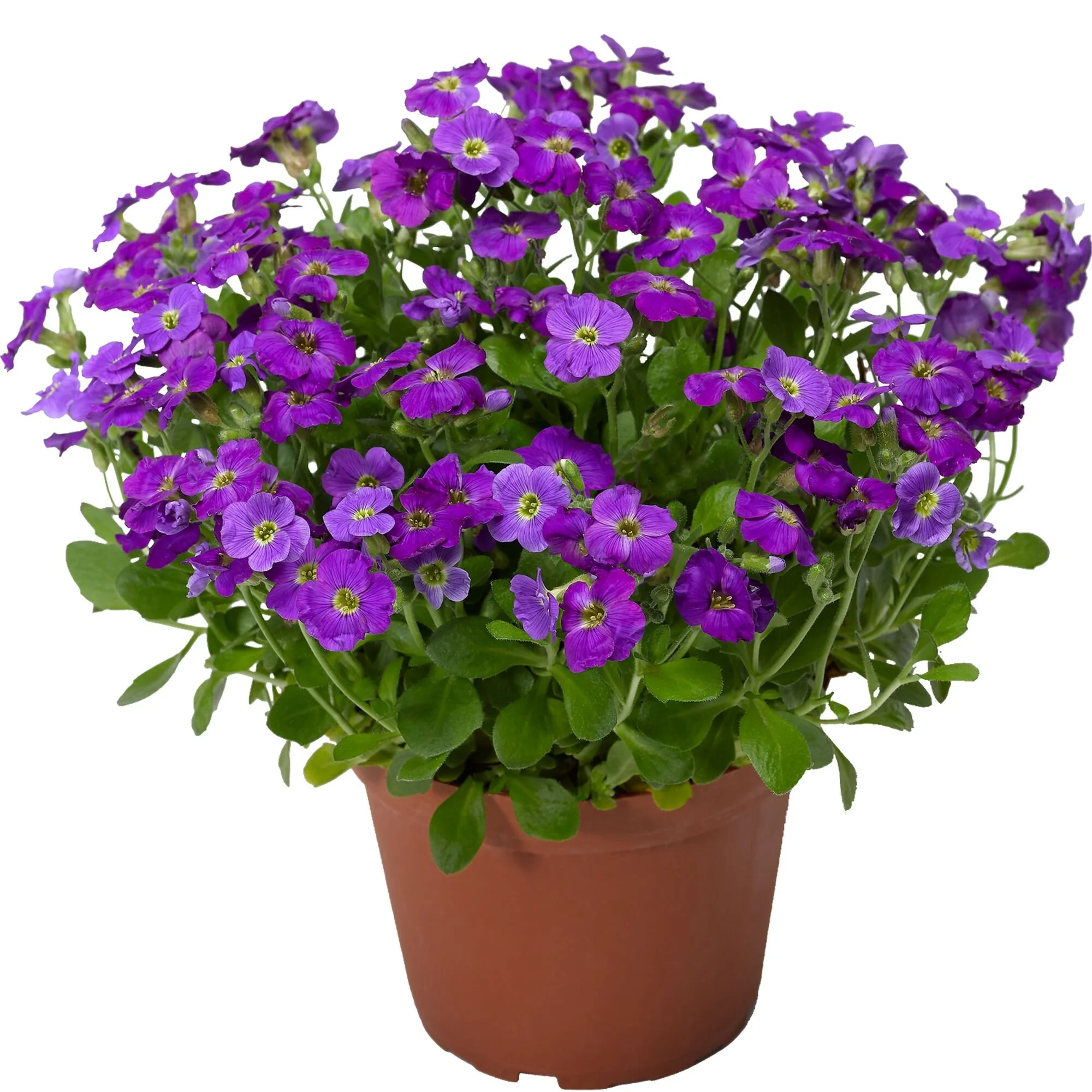 Aubrieta hybrida Glacier™ Violet