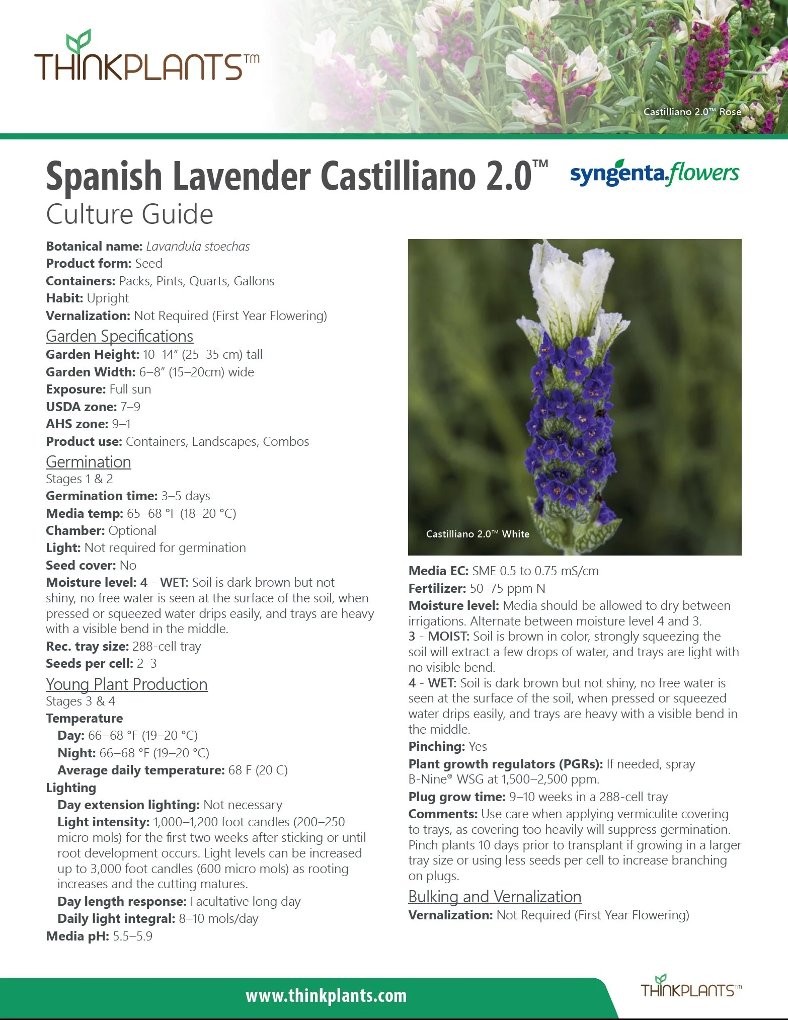 Lavandula stoechas Castilliano 2.0™