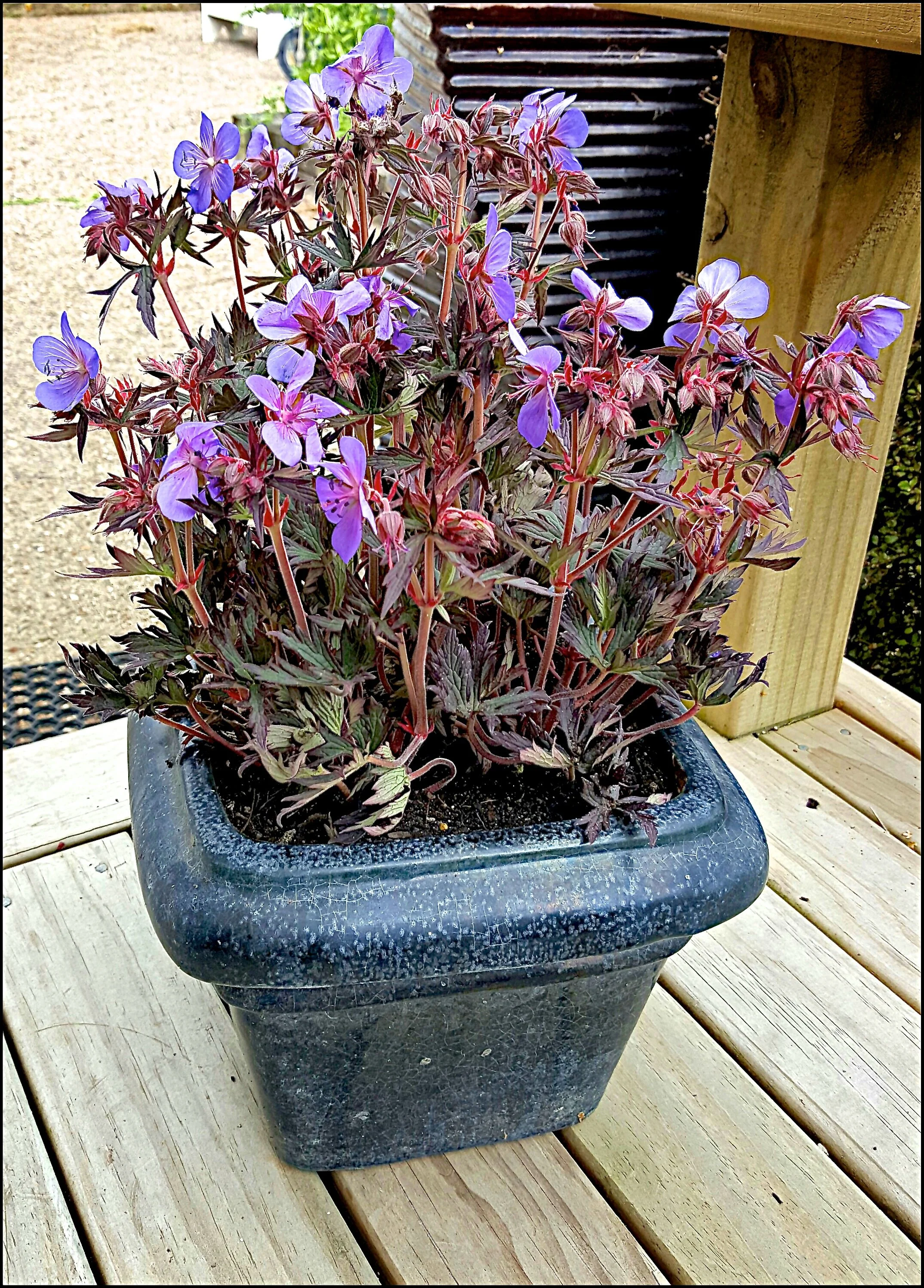 Geranium Black Beauty in pot  NZ.jpg