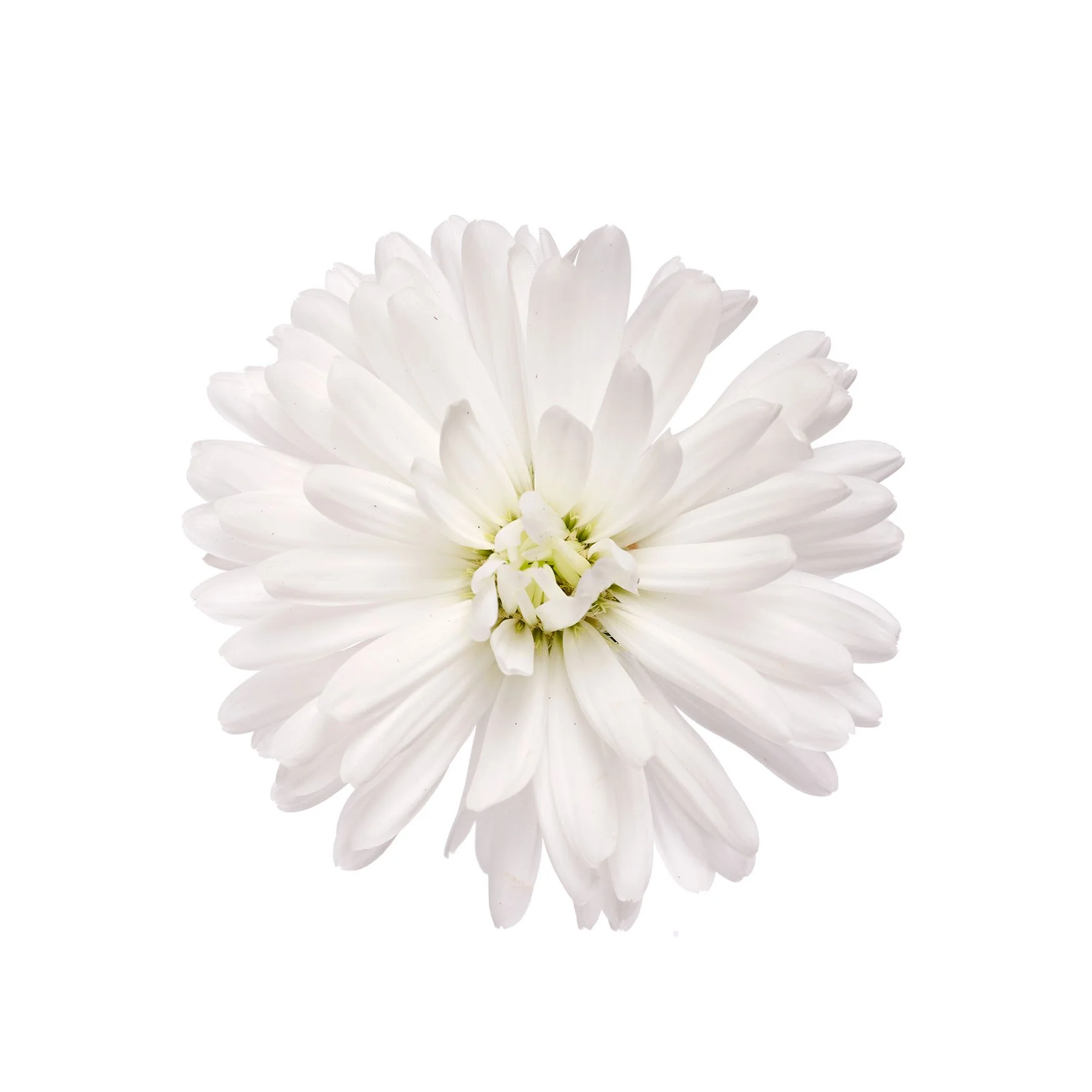 RVZ_Aster_Showmakers_Polar_bloem_Preview.jpg