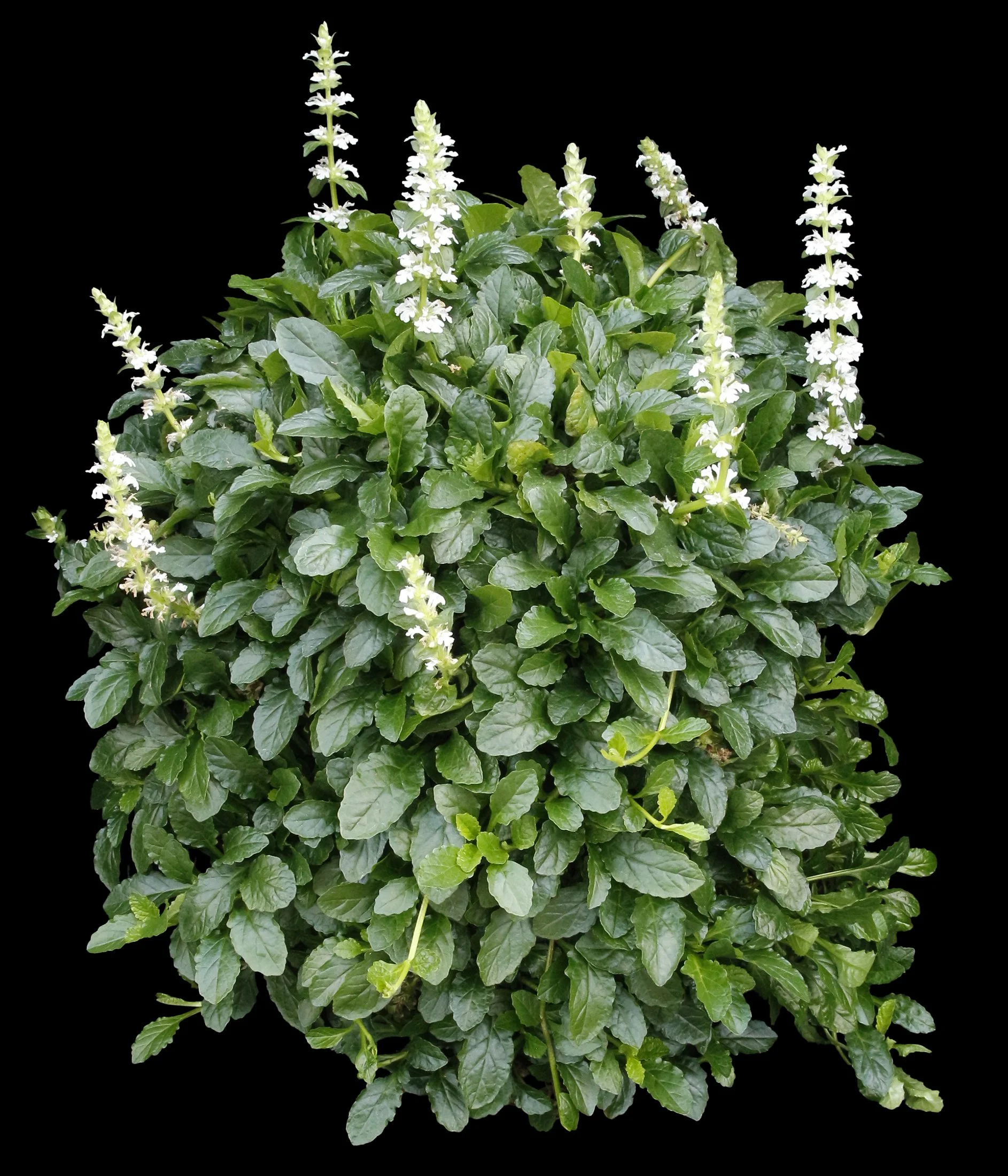 Ajuga-Nova-White-1.jpg