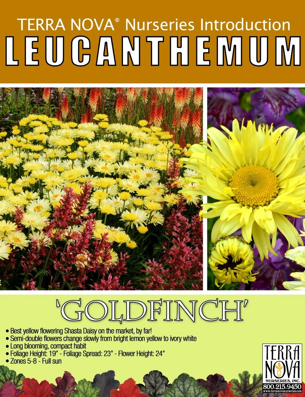 Leucanthemum Goldfinch
