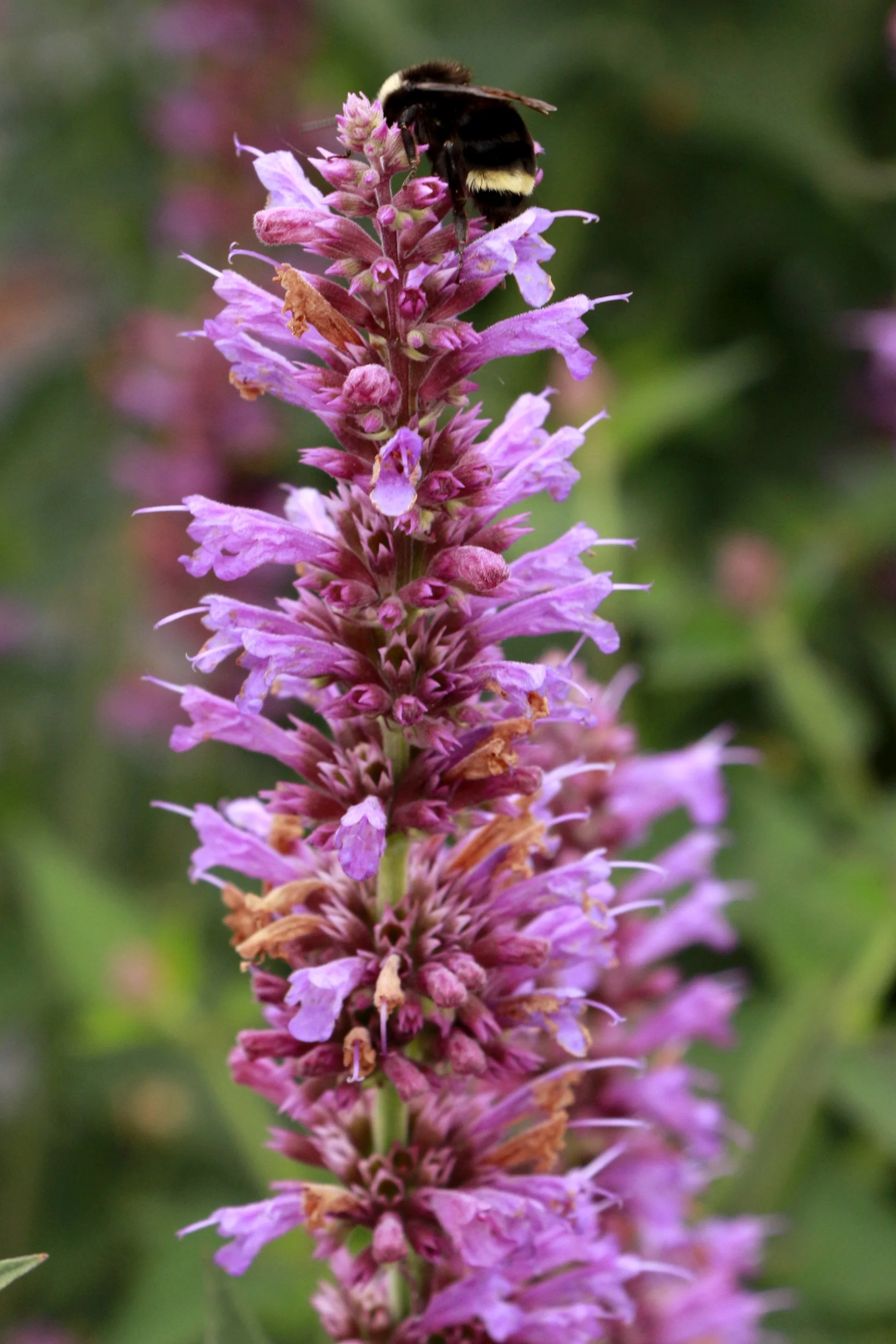 Agastache-Princes-Plume-3.jpg