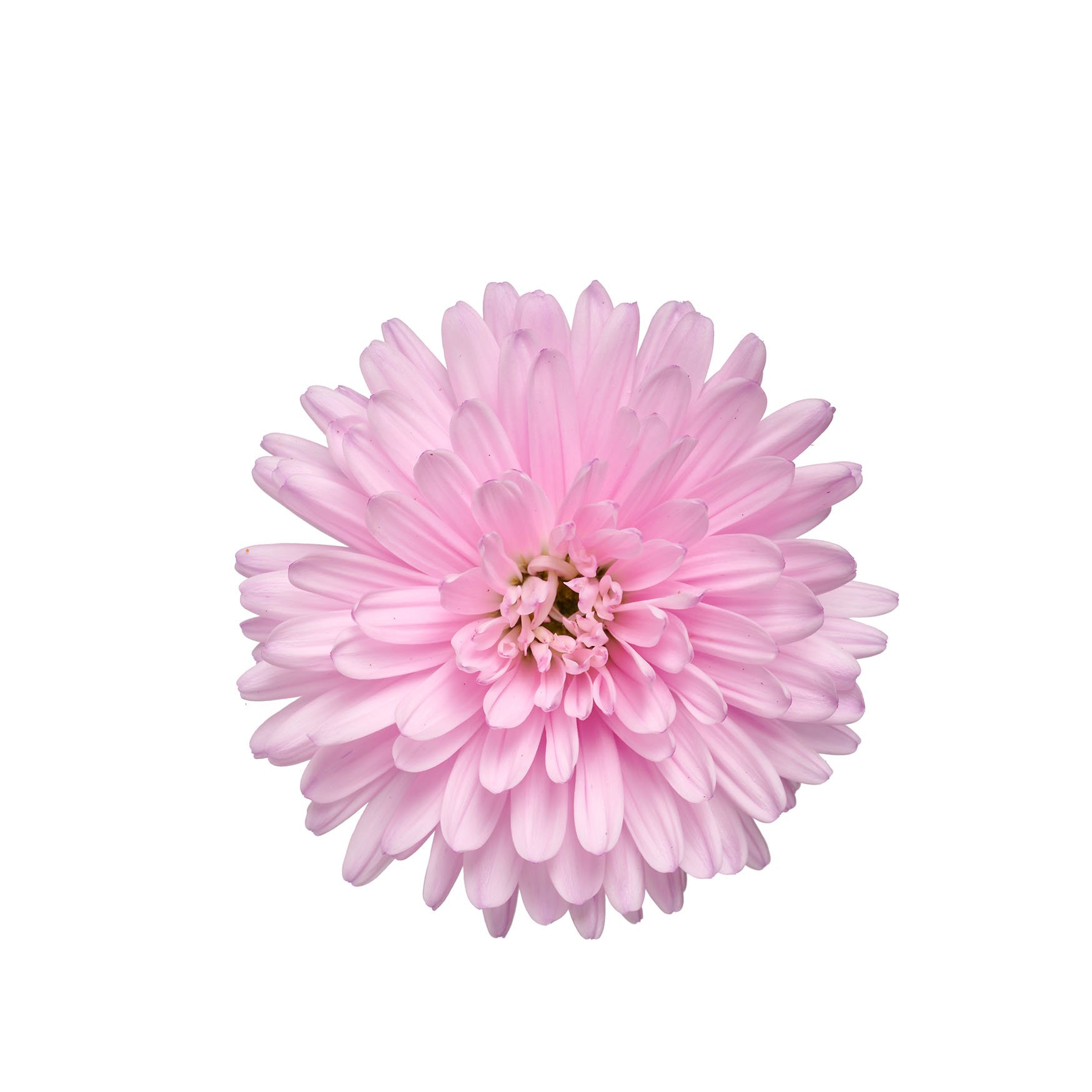 RVZ_Aster_Sweet Pink_bloem_Preview.jpg
