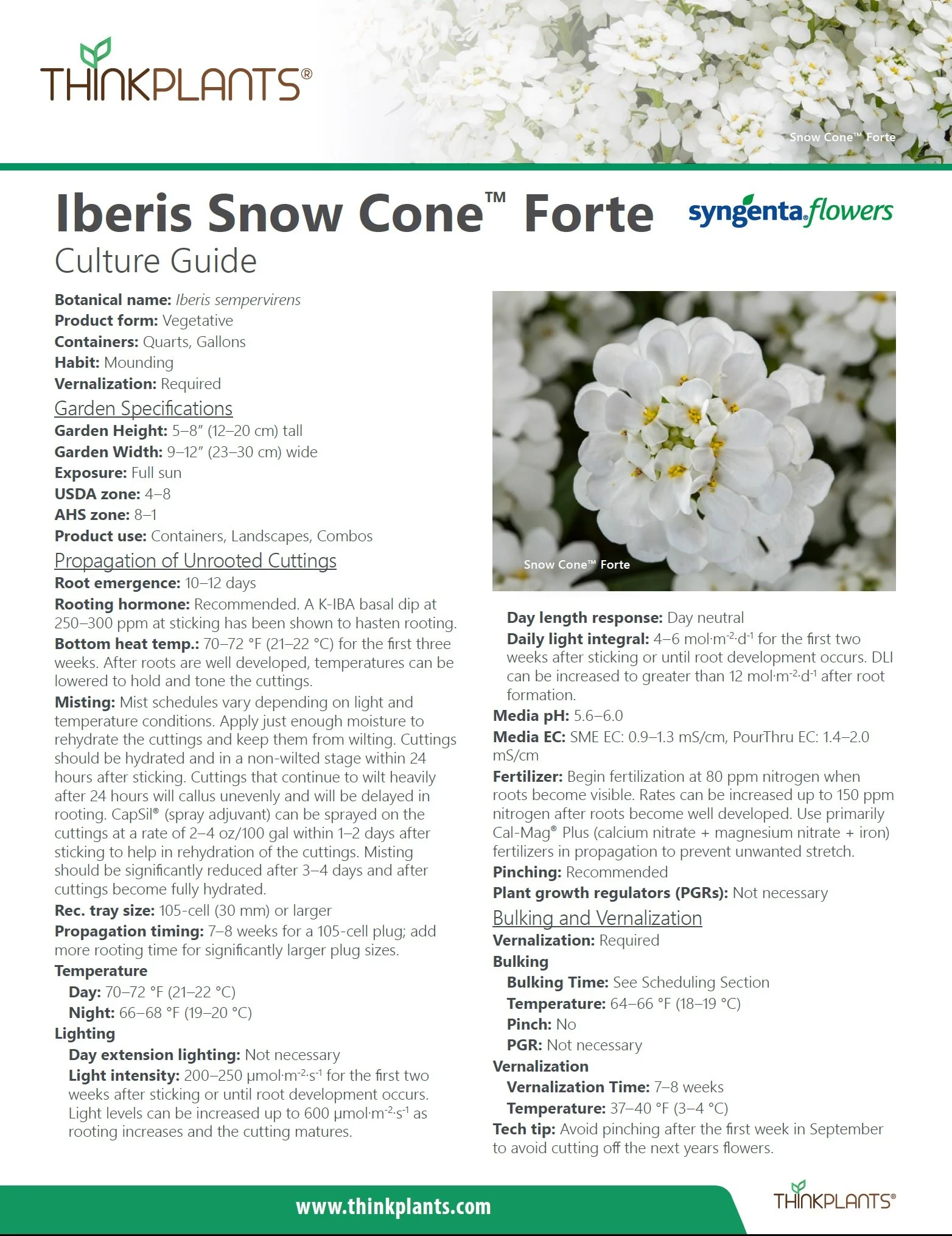 Iberis Snow Cone™ Forte