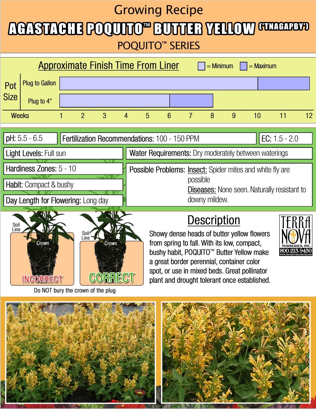 Agastache Poquito™ Butter Yellow