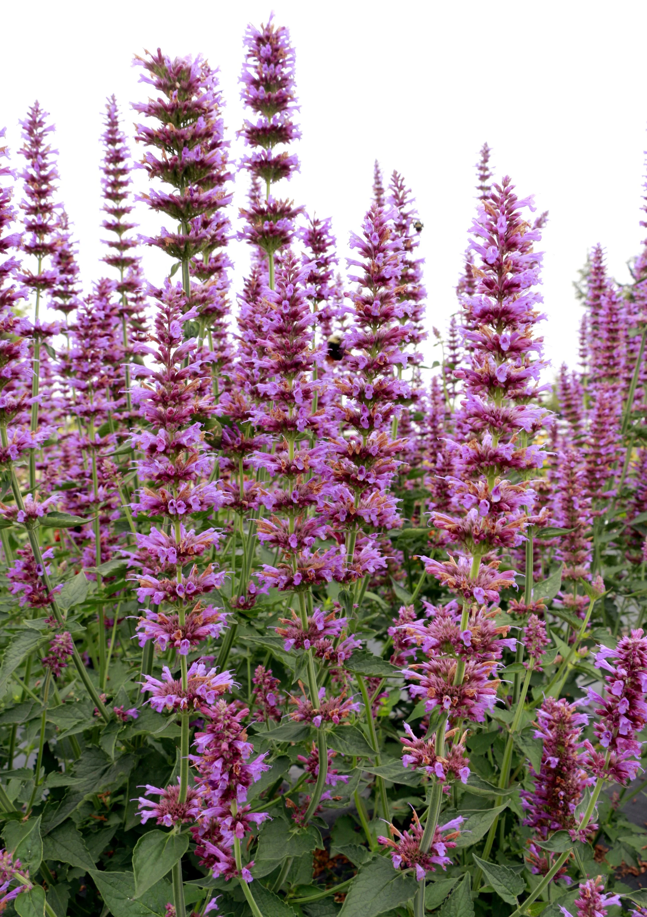 Agastache-Princes-Plume-2.jpg