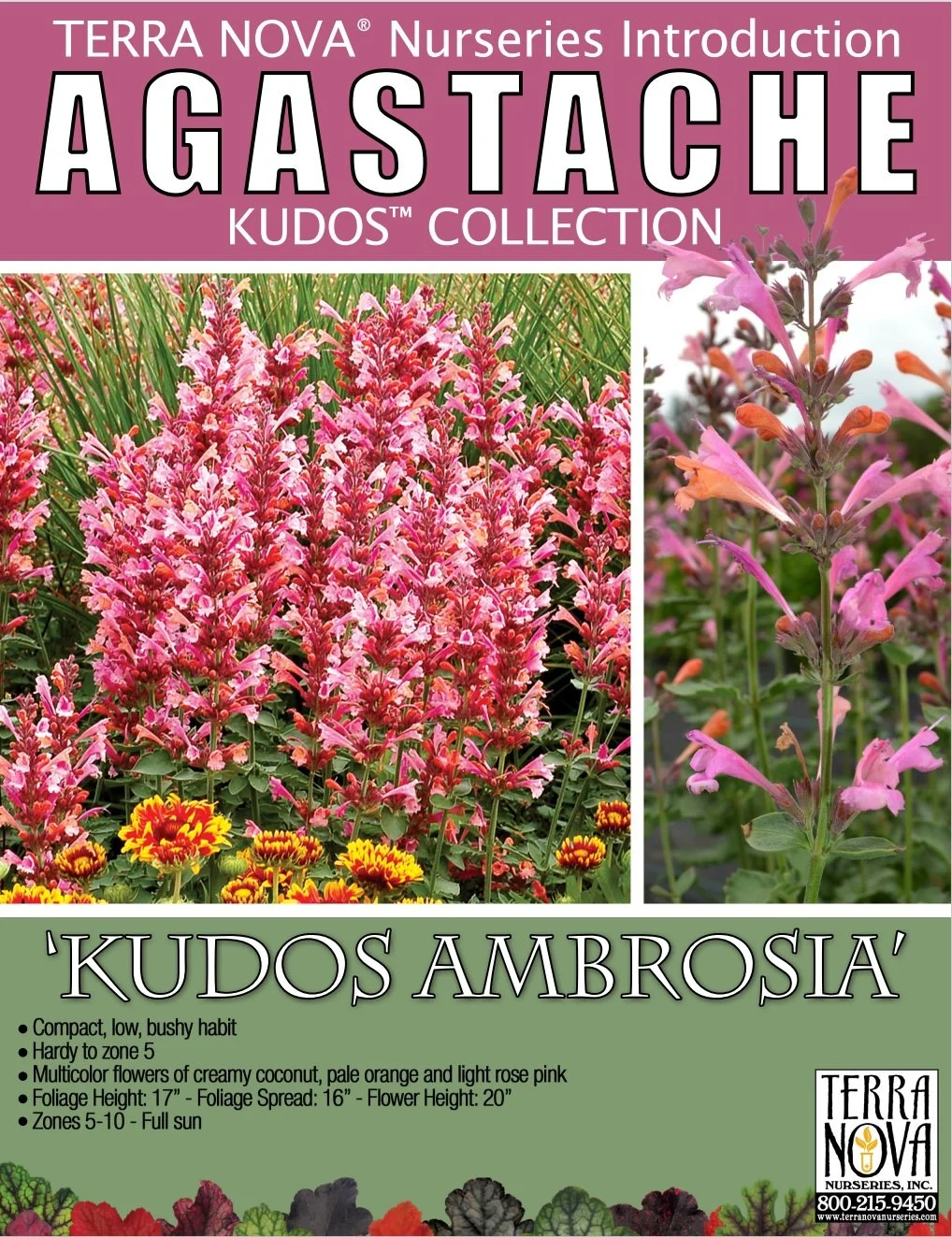 Agastache Kudos™ Ambrosia