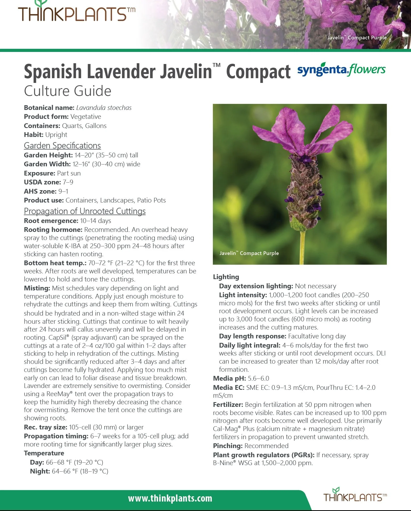 Lavandula stoechas Javelin™ Compact