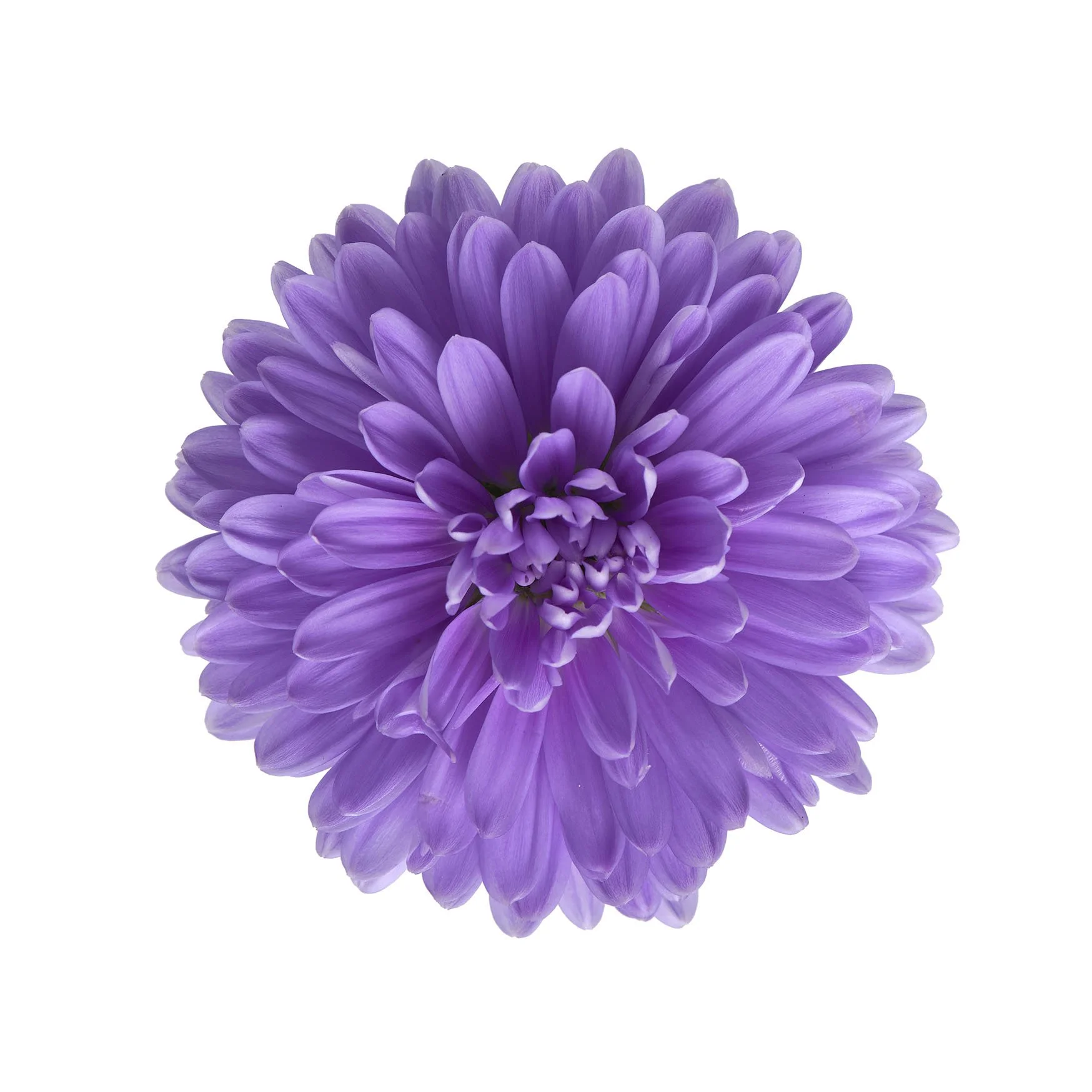 RVZ_Aster_Showmakers_Lavender_Preview.jpg