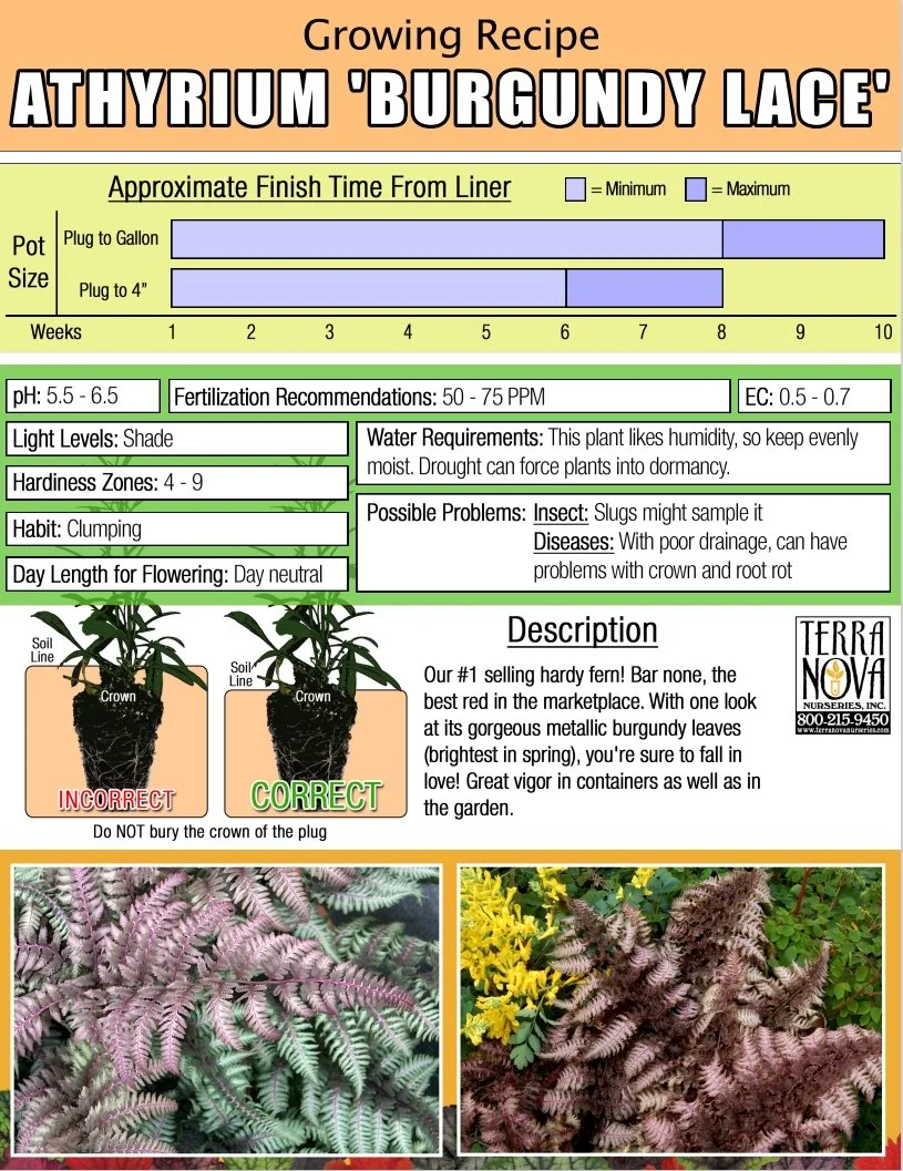 Athyrium Burgundy Lace