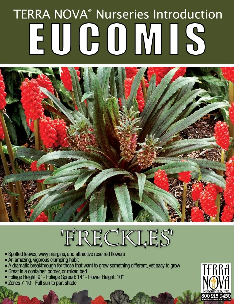 Eucomis Freckles