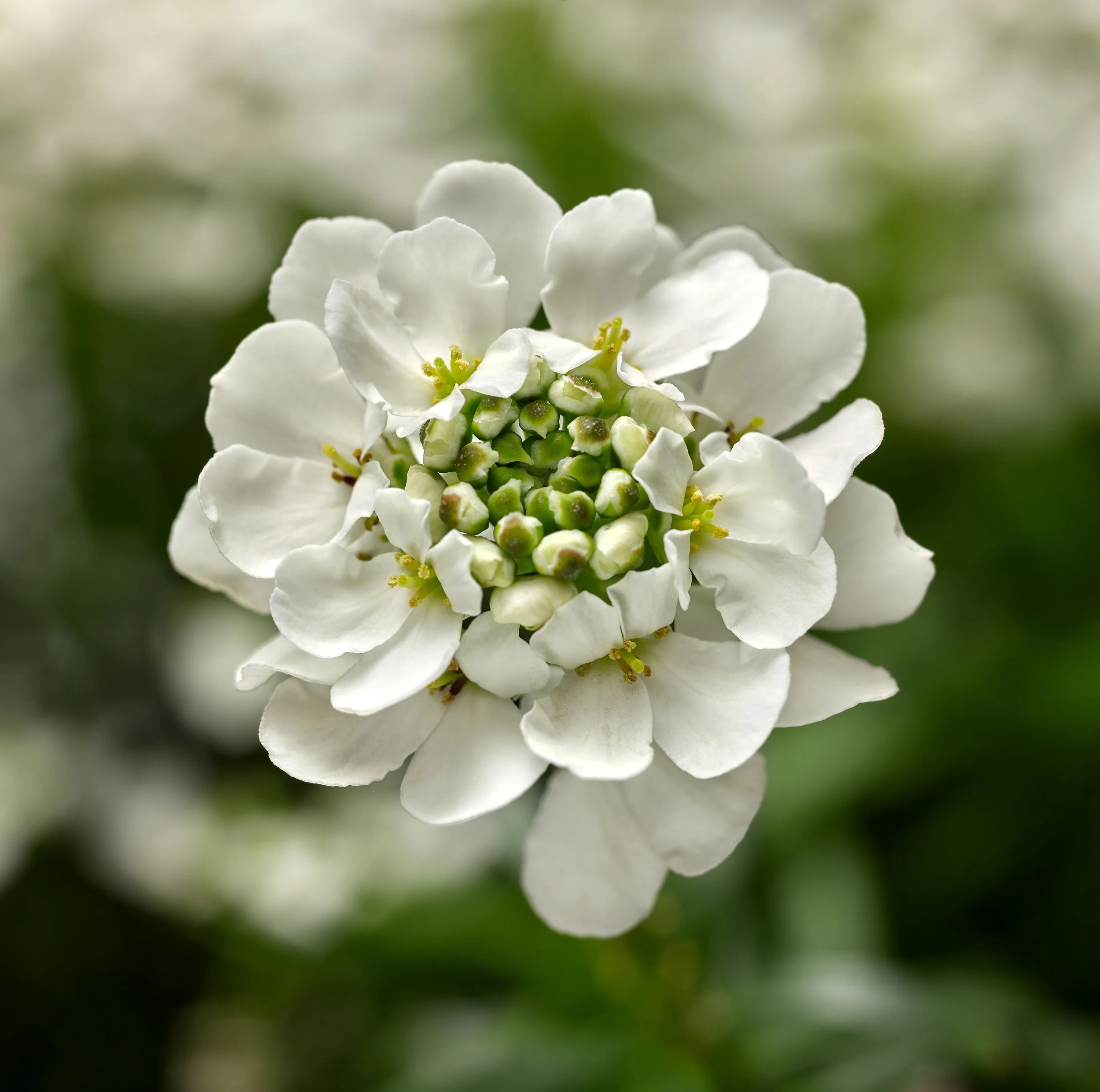 High Res jpg-Whistler White (70074172).jpg