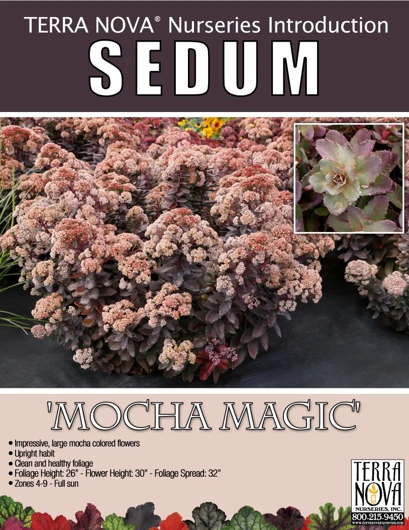 Sedum Mocha Magic