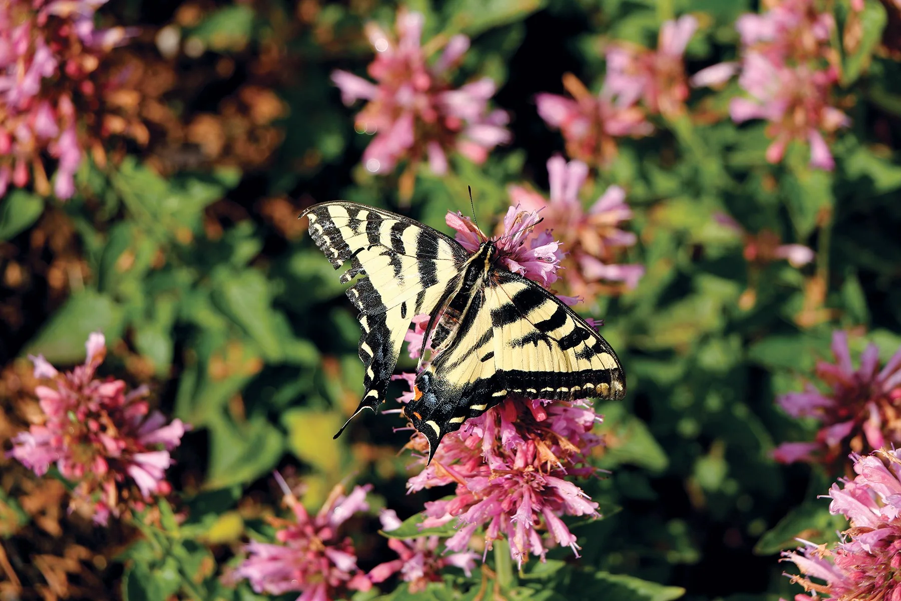 Agastache POQUITO™ Lavender