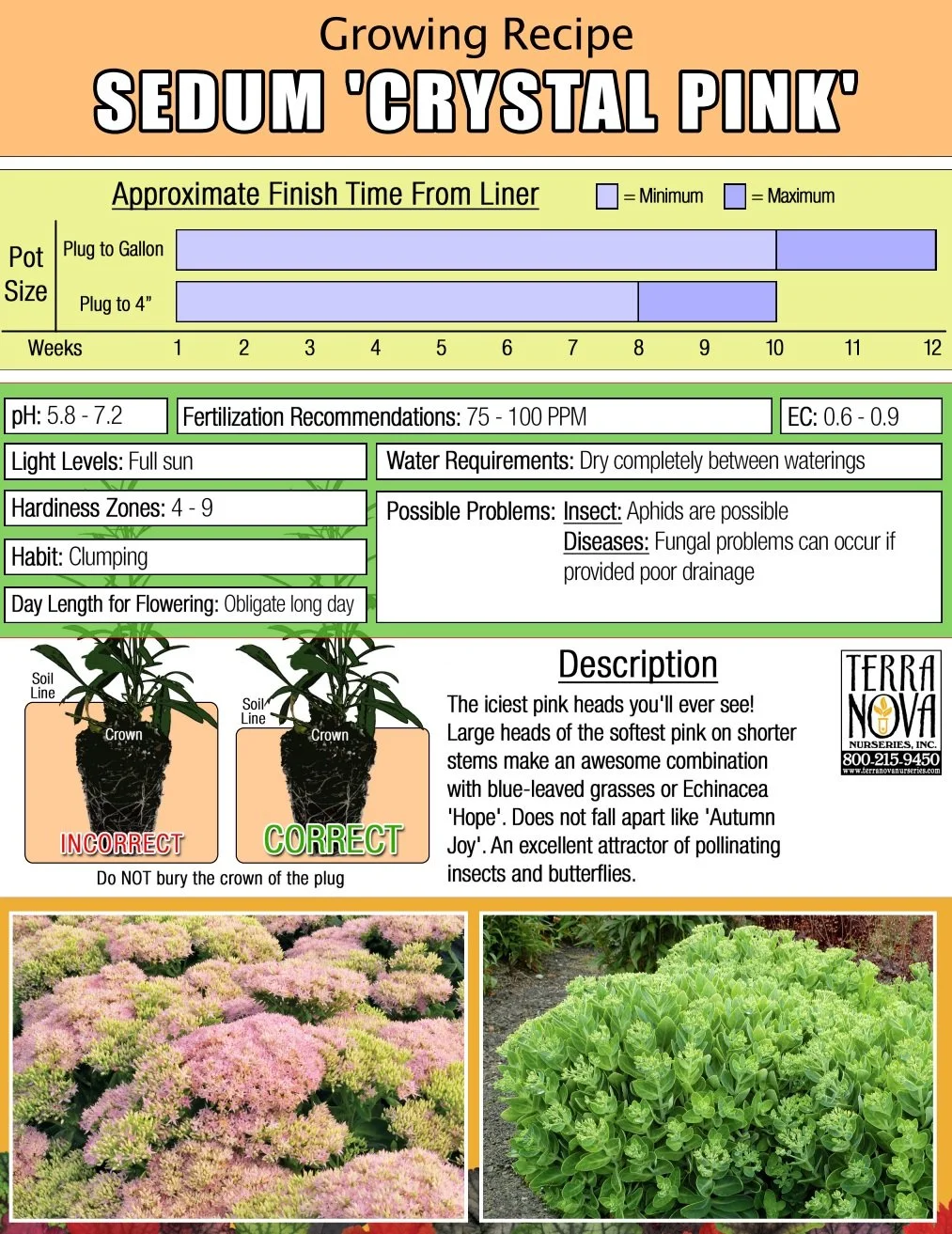 Sedum Crystal Pink