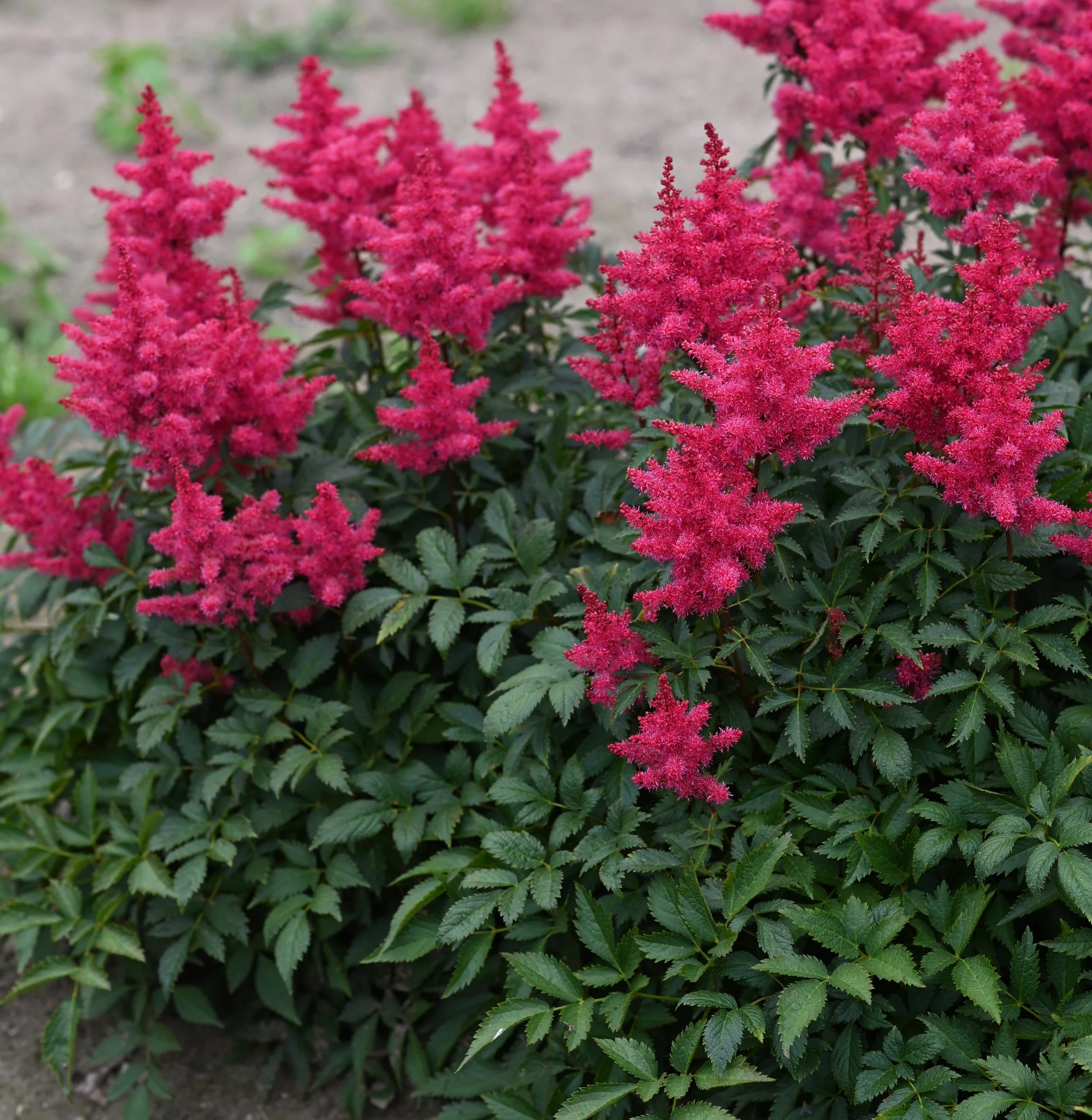 Astilbe Red Drumset.JPG