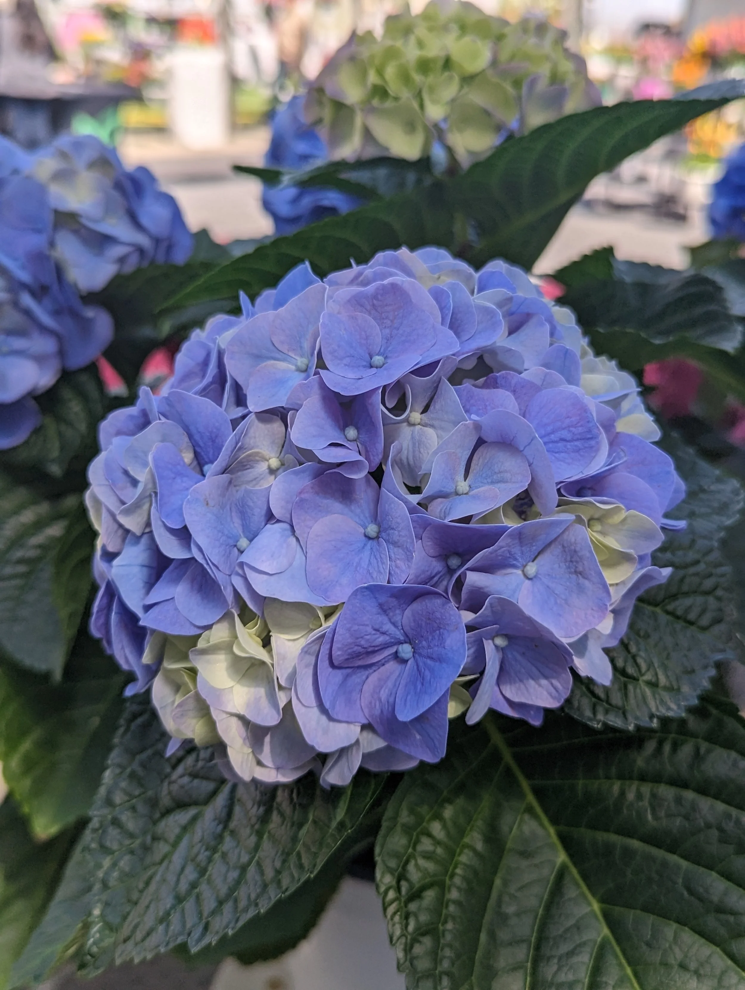 Hydrangea macrophylla My Beautiful Riviera Blue - Creekside - CAST 2023 bloom.jpg