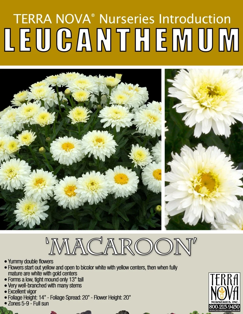 Leucanthemum Macaroon
