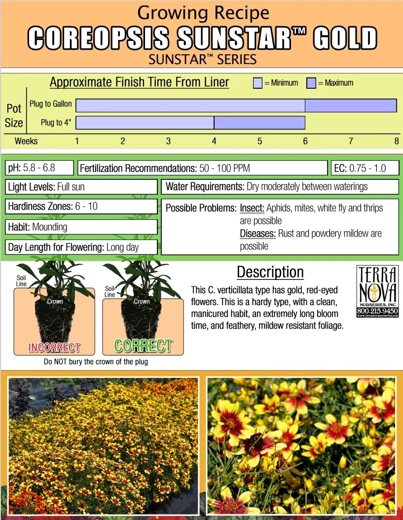 Coreopsis Sunstar™ Gold