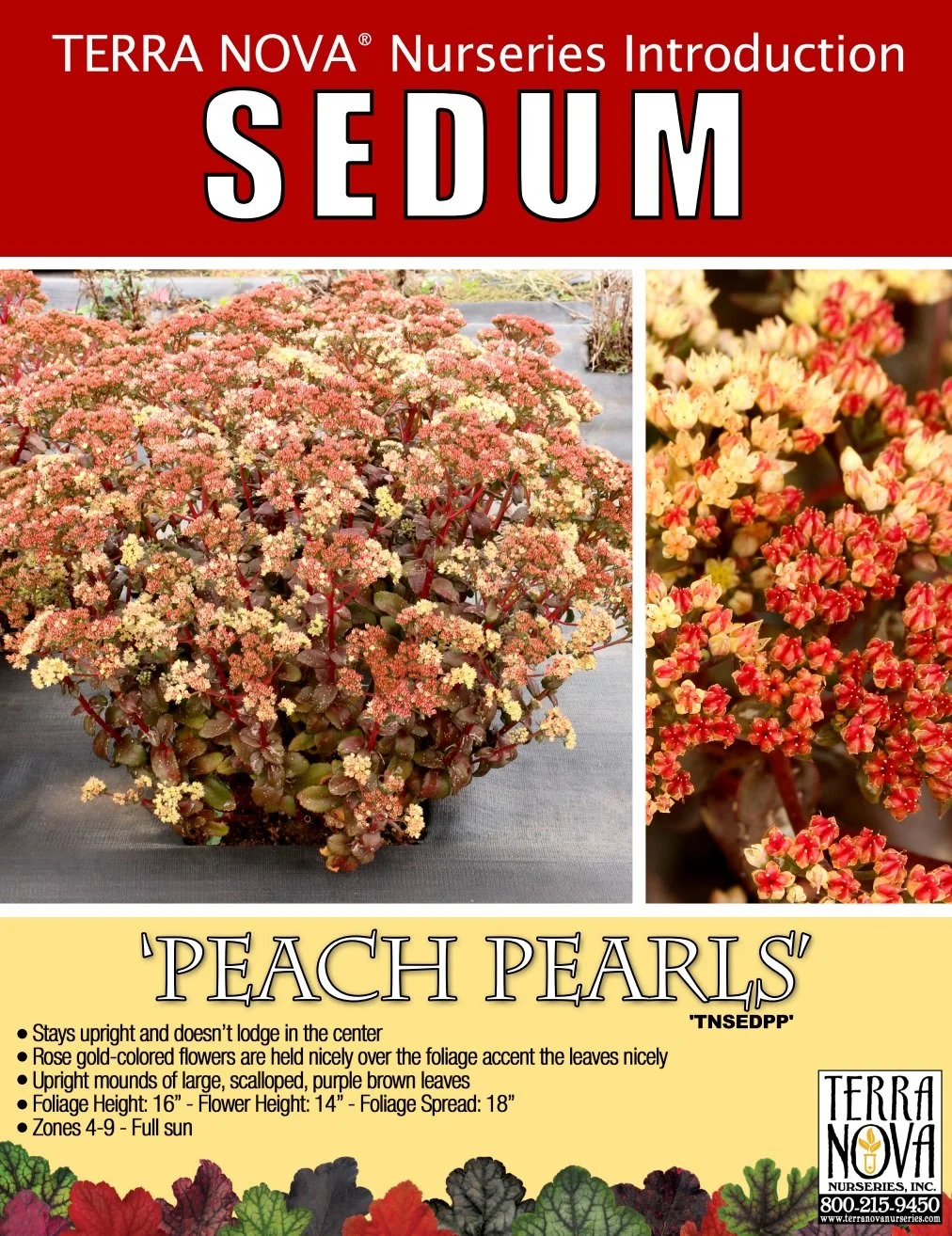 Sedum Peach Pearls