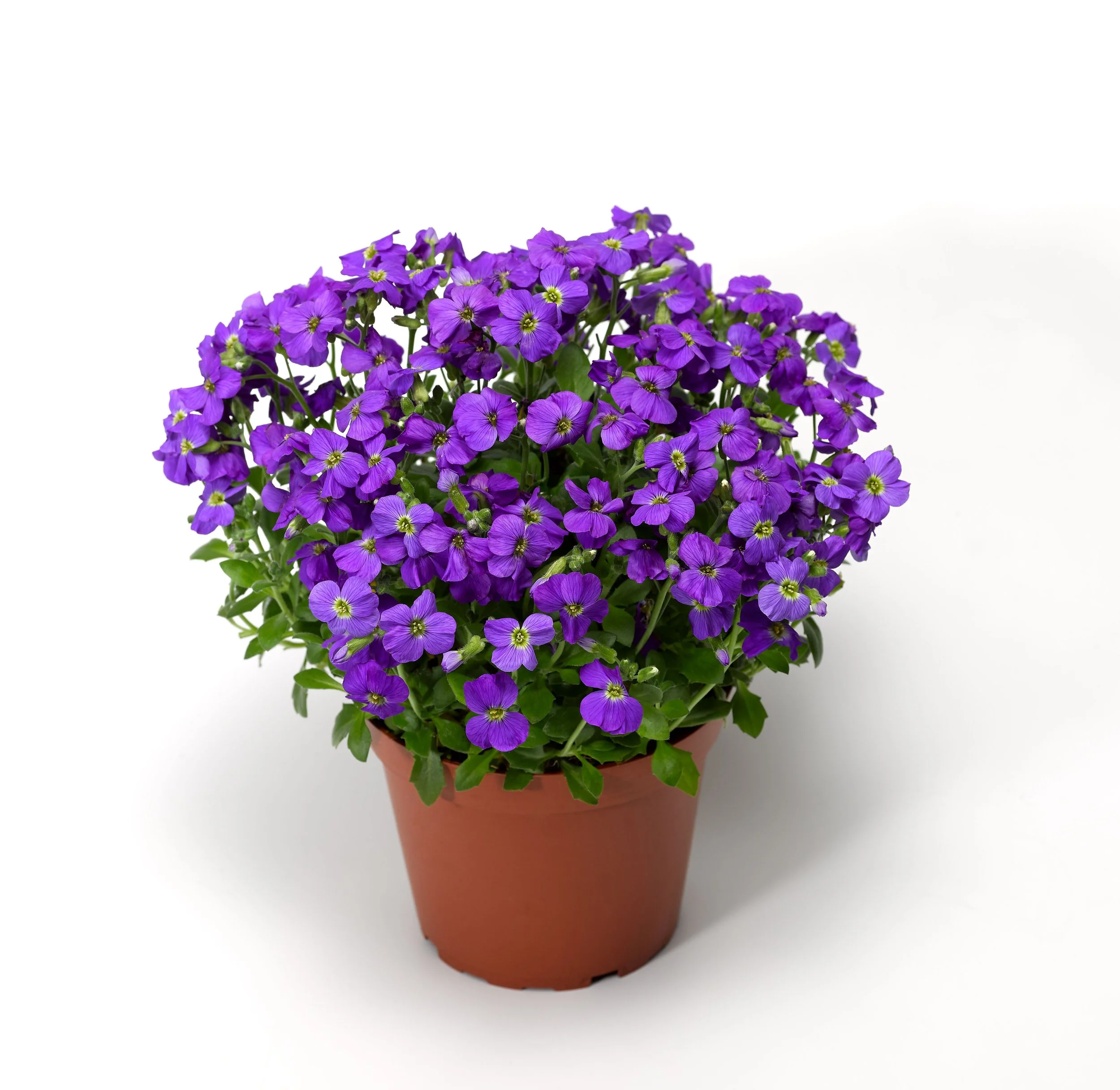Aubrieta hybrida Glacier™ Sky Blue