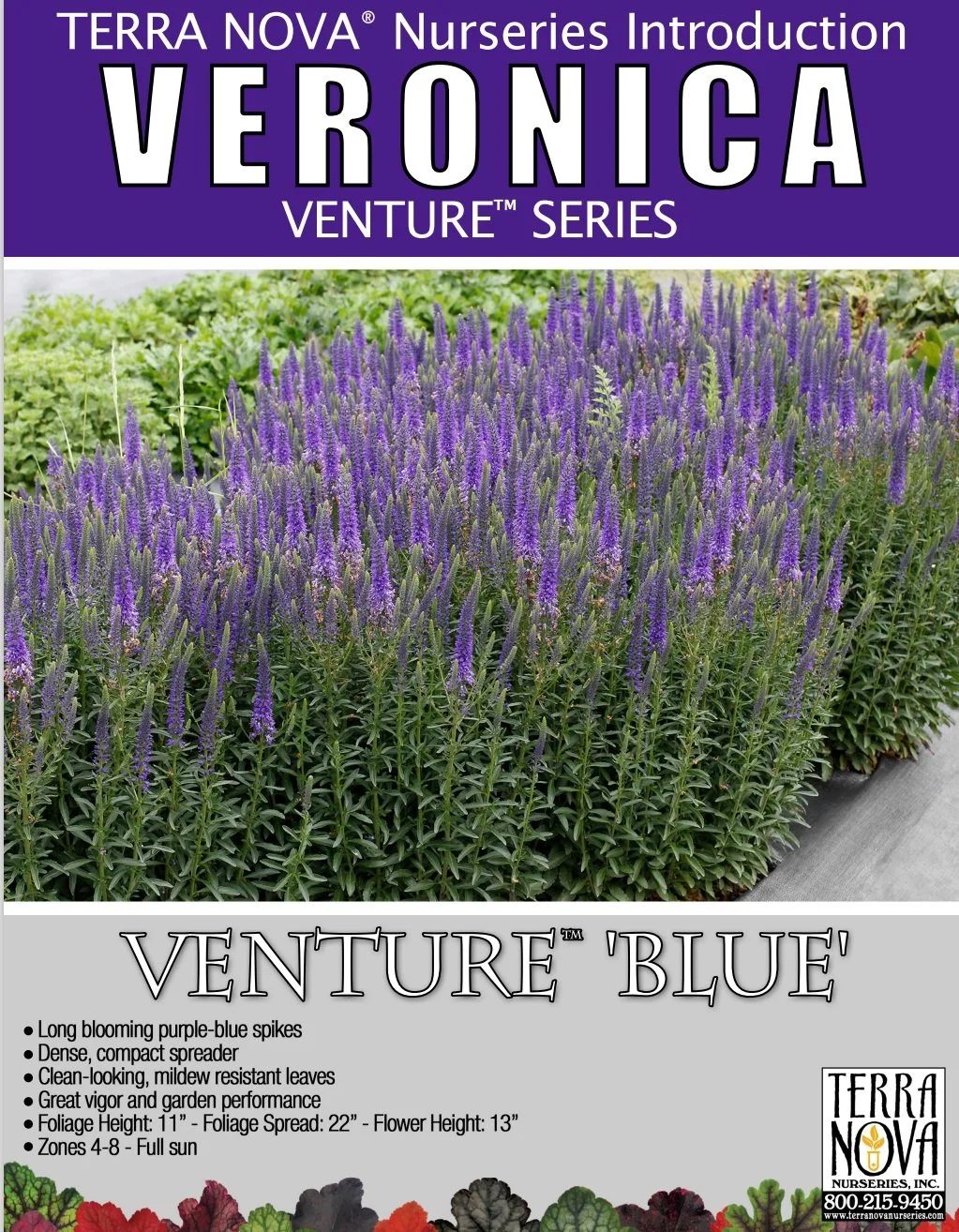 Veronica Venture™ Blue