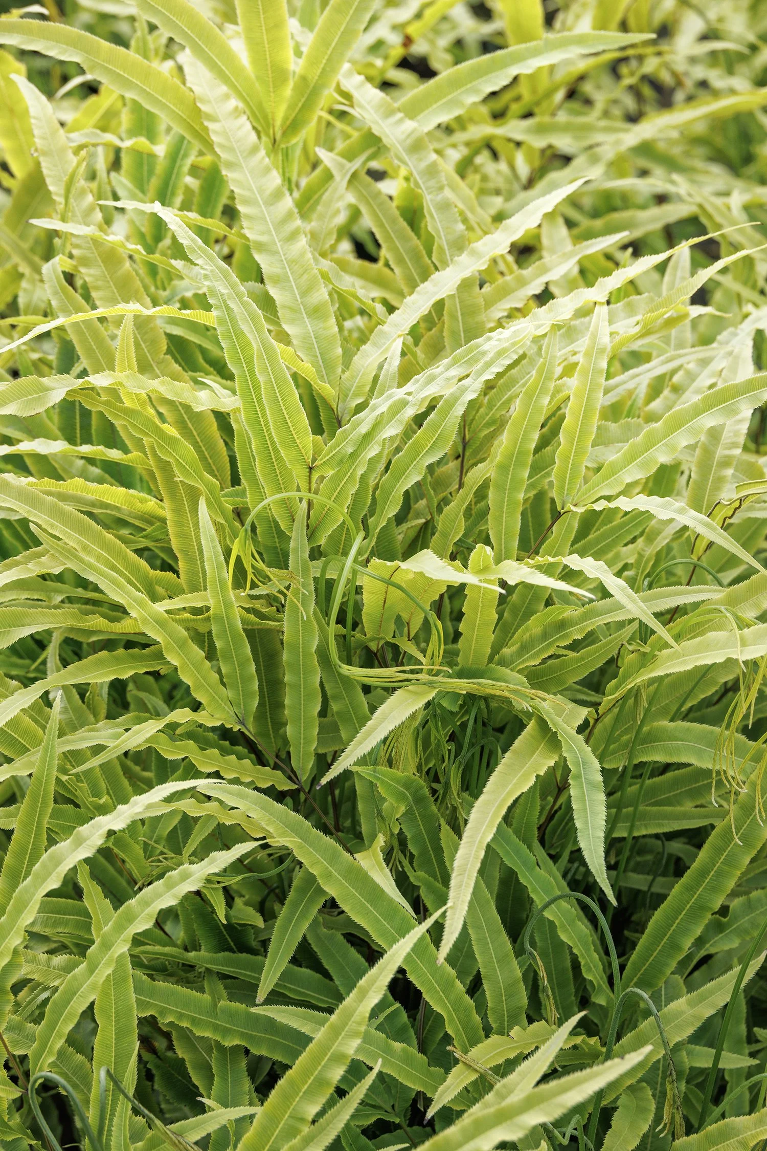 Jurassic™ Velociraptor Ribbon Fern