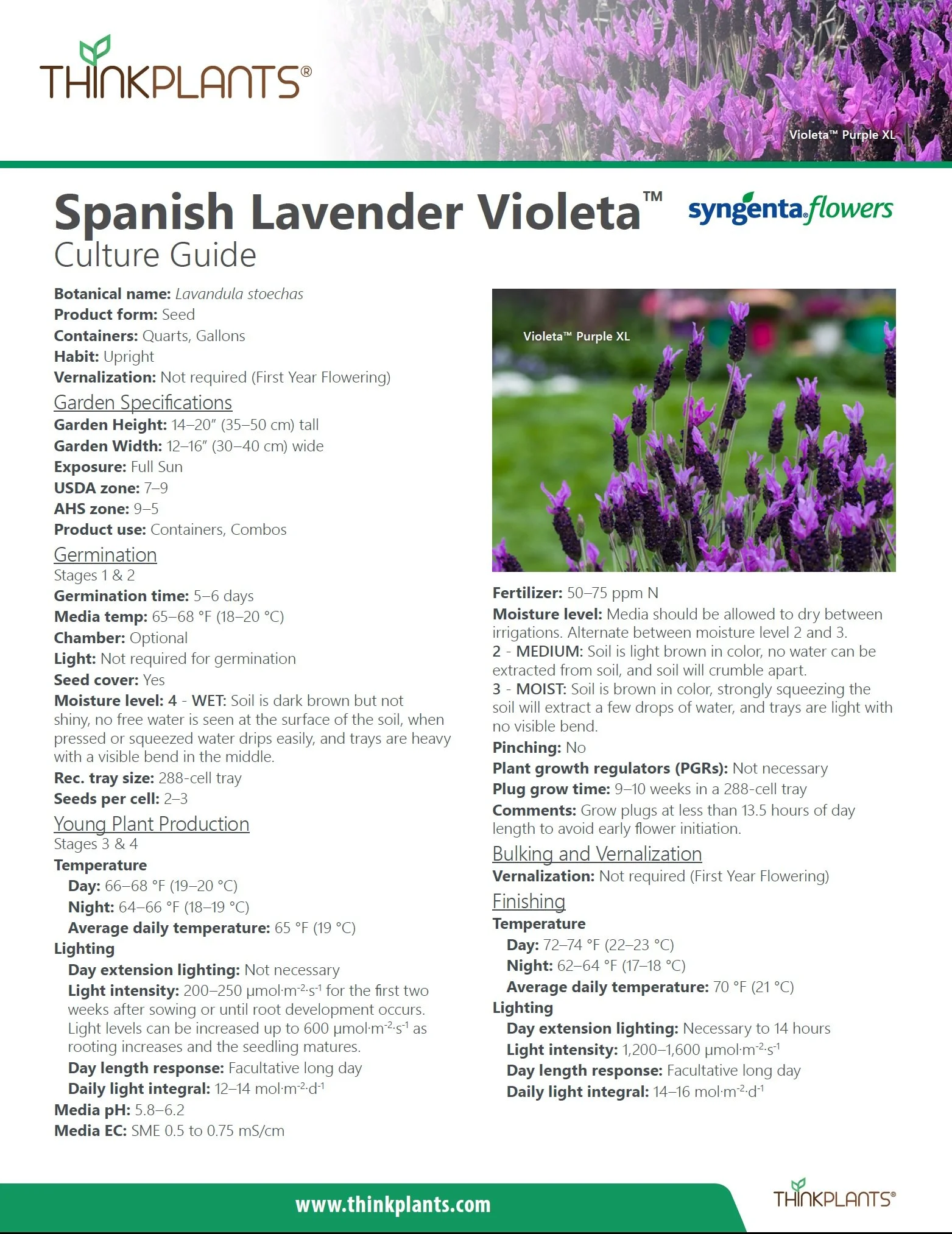 Lavandula stoechas Violeta™